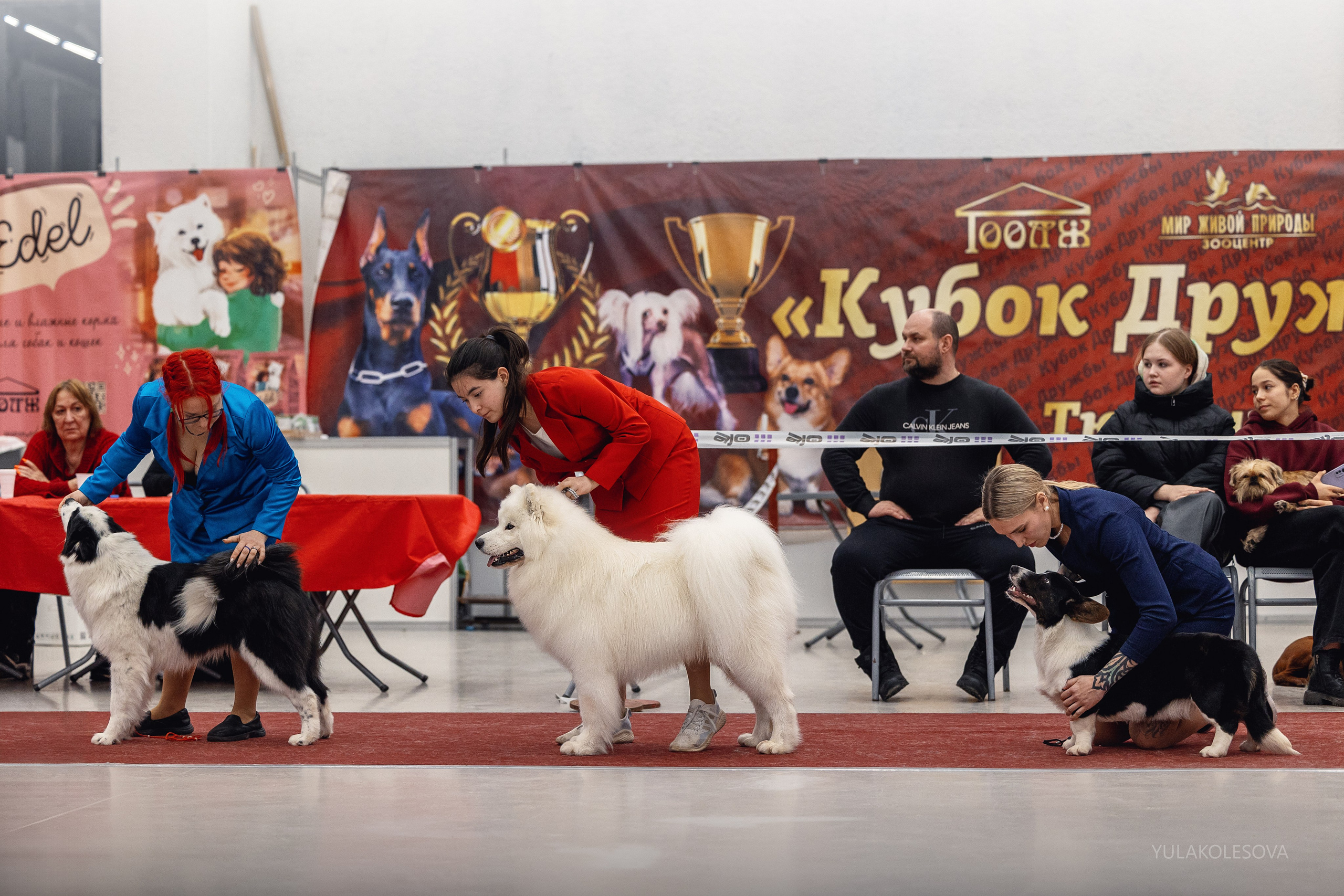 14.12.2024 Выставка собак всех пород «Кубок Дружбы — 2024». YULA KOLESOVA | Фотограф — Анималист | Художник | Тюмень