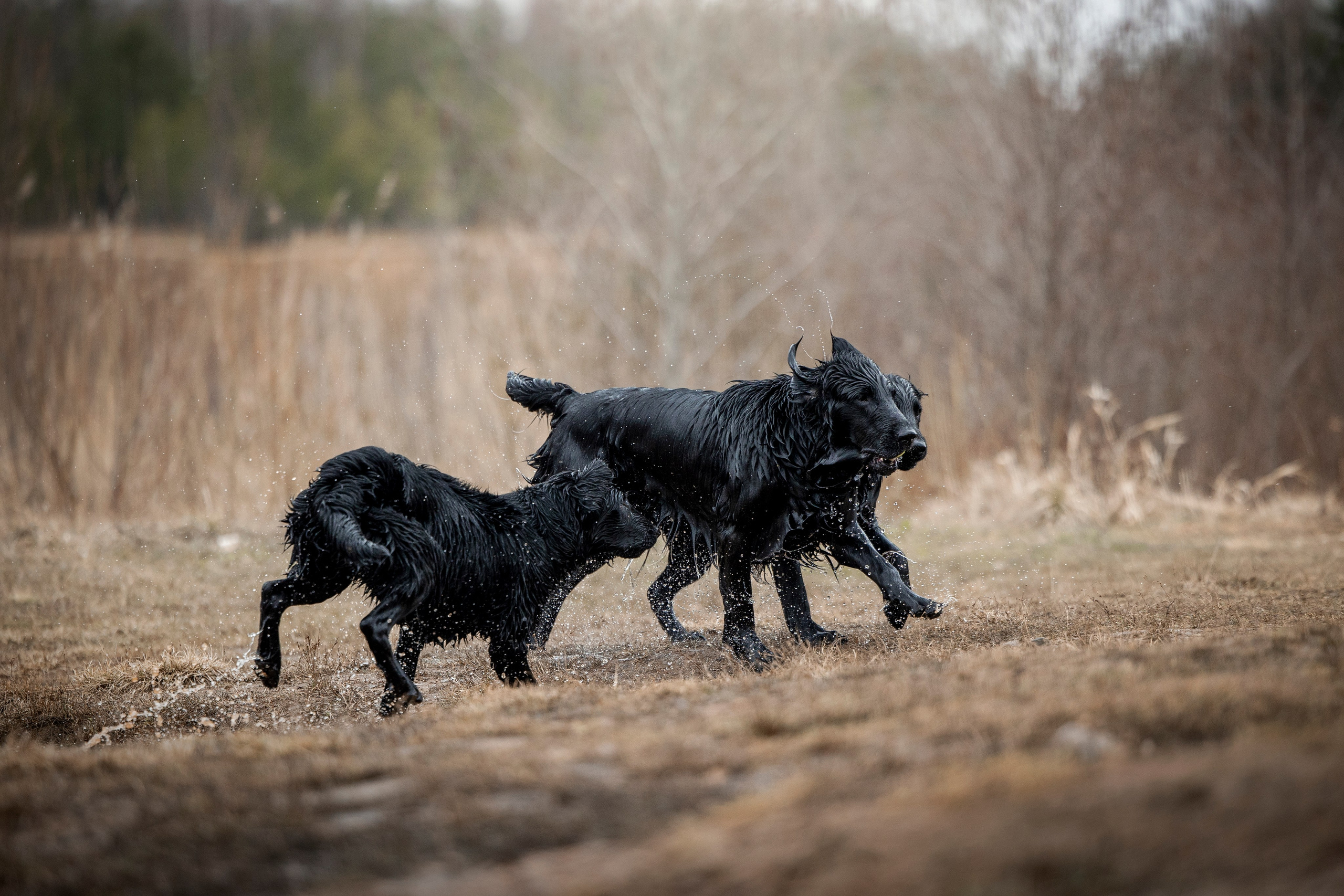 Ора, Ева, Рози и их семья. Фотограф — Анималист | Санкт-Петербург