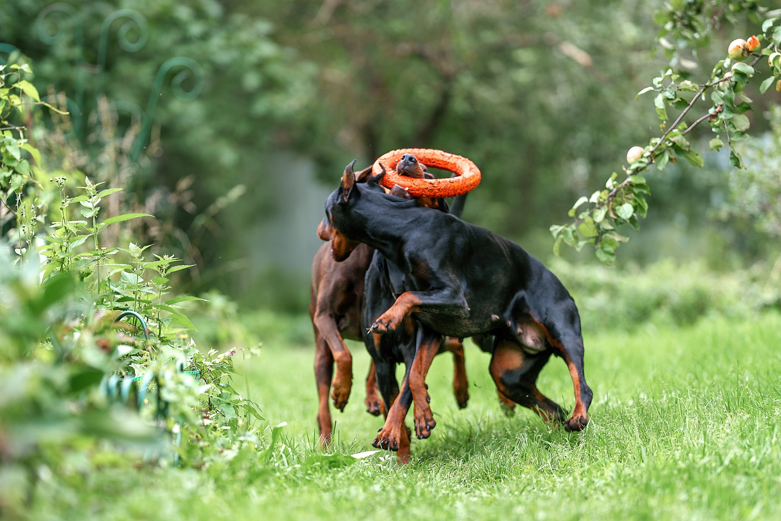 Мика и Фанта. Фотограф анималист Ольга Луканенкова в Москве