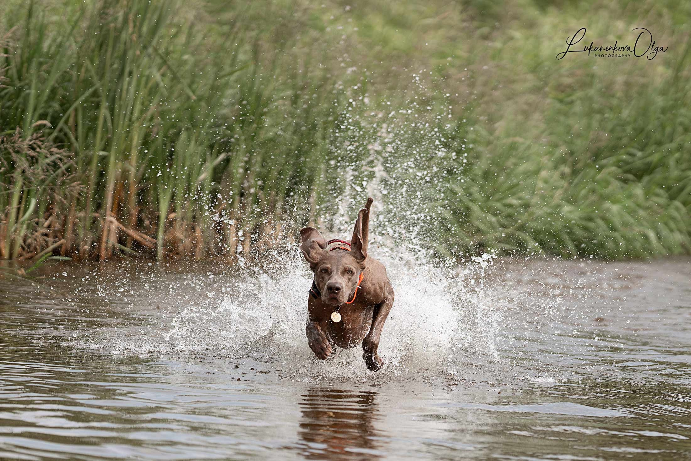 Фанта и Асти. Фотограф анималист Ольга Луканенкова в Москве