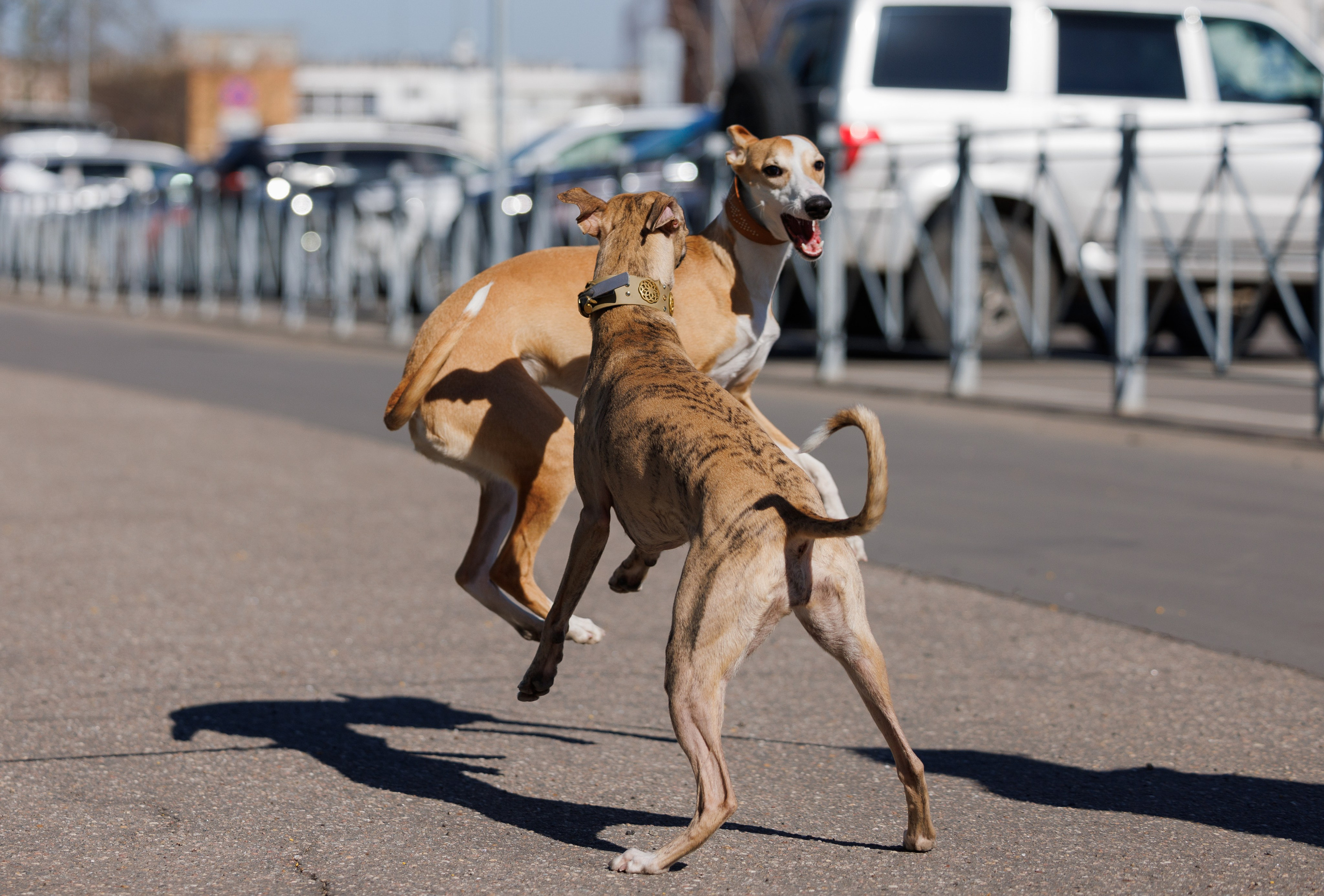 Сфера и Крокус 8,9,16 и 30.03.2025. Фотограф-анималист Юлия Германика