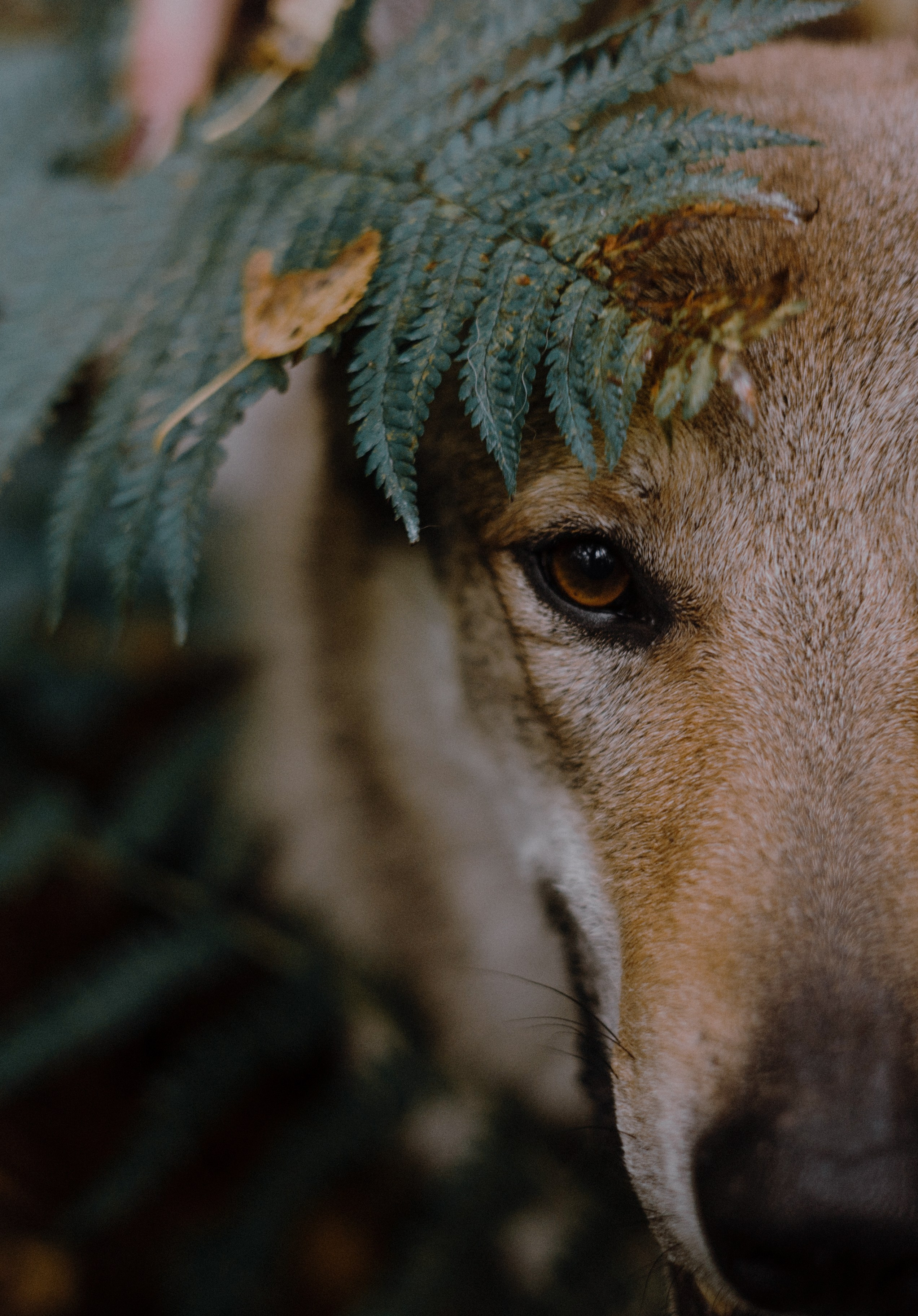 Полина и Вегард. Фотограф-анималист Богданова Полина