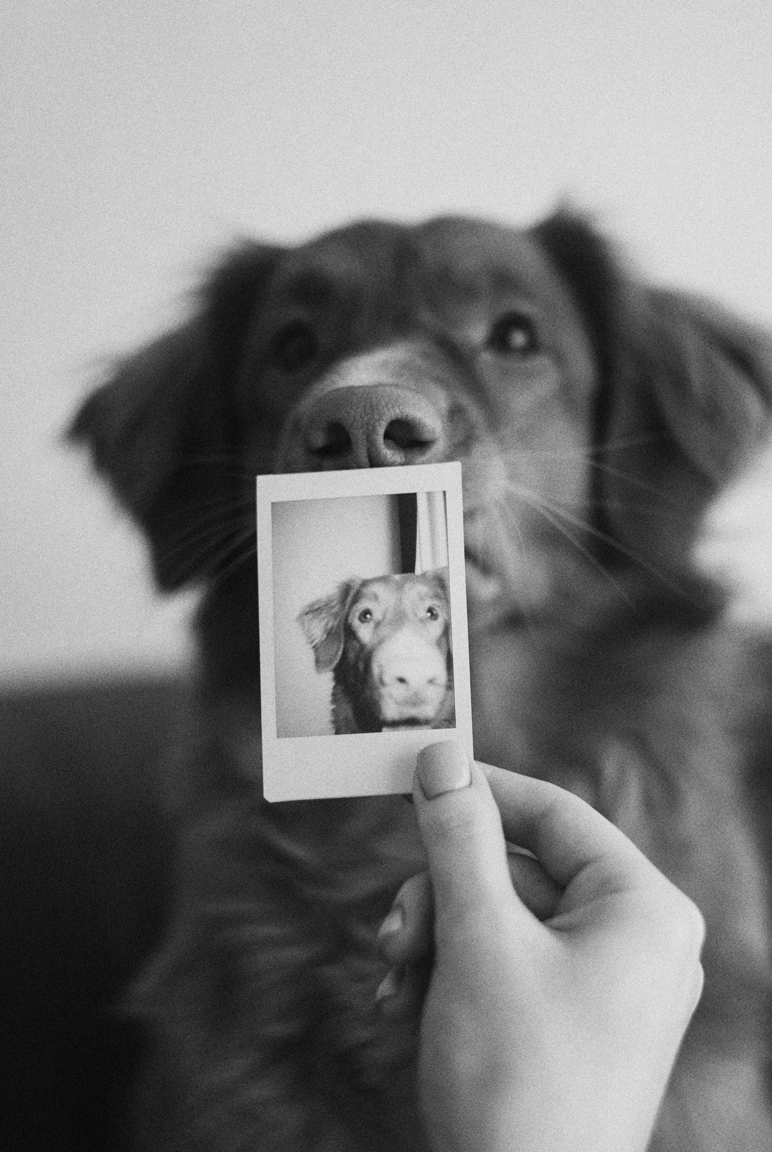 Аня и Лея. Фотограф-анималист Богданова Полина