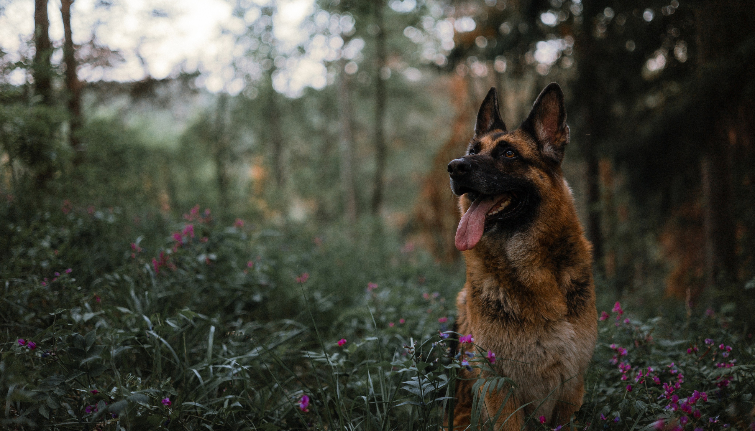 Настя, Шуня, Милка и Тигуан. Фотограф-анималист Богданова Полина
