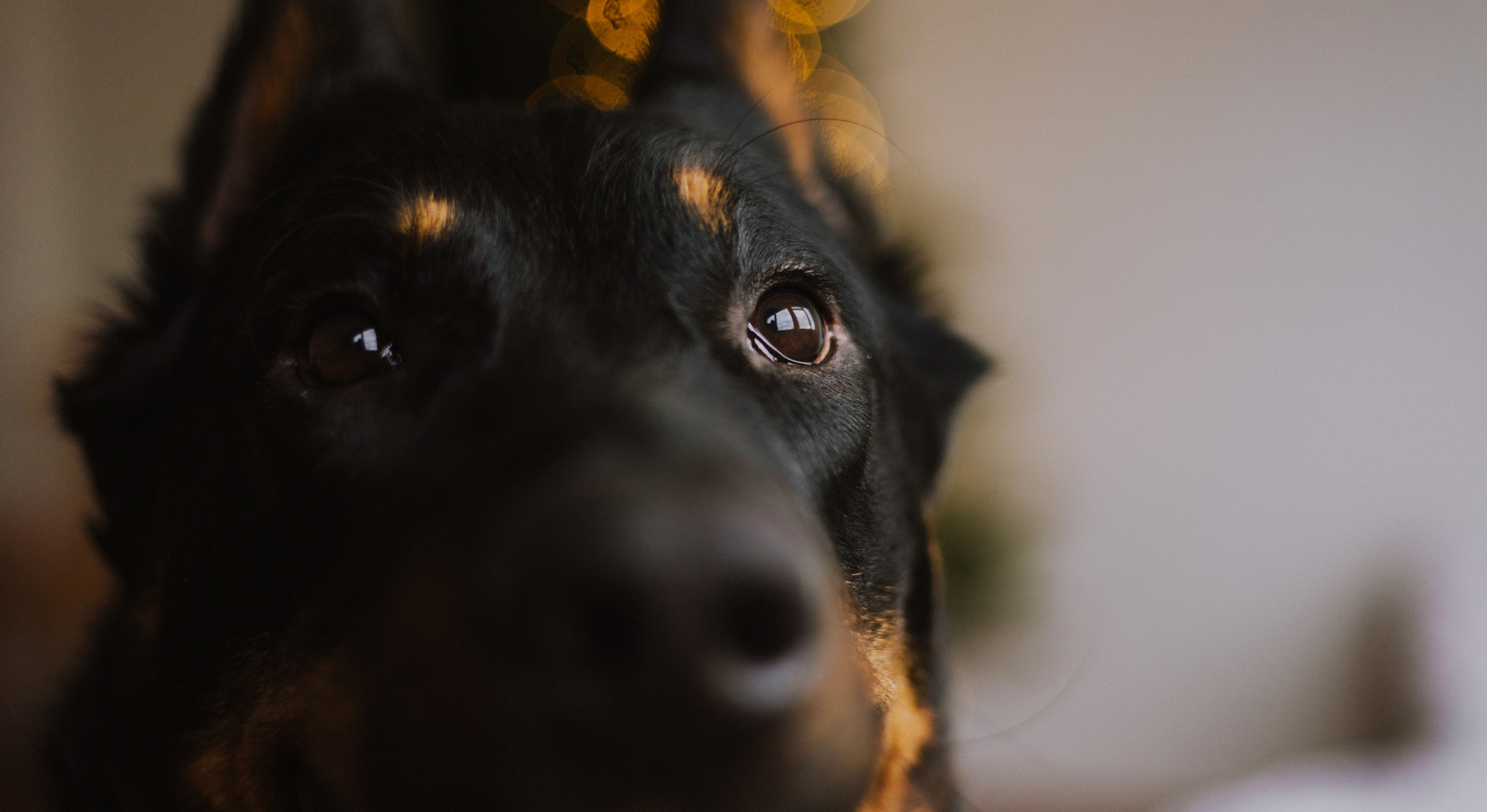 Полина и Зевс. Фотограф-анималист Богданова Полина