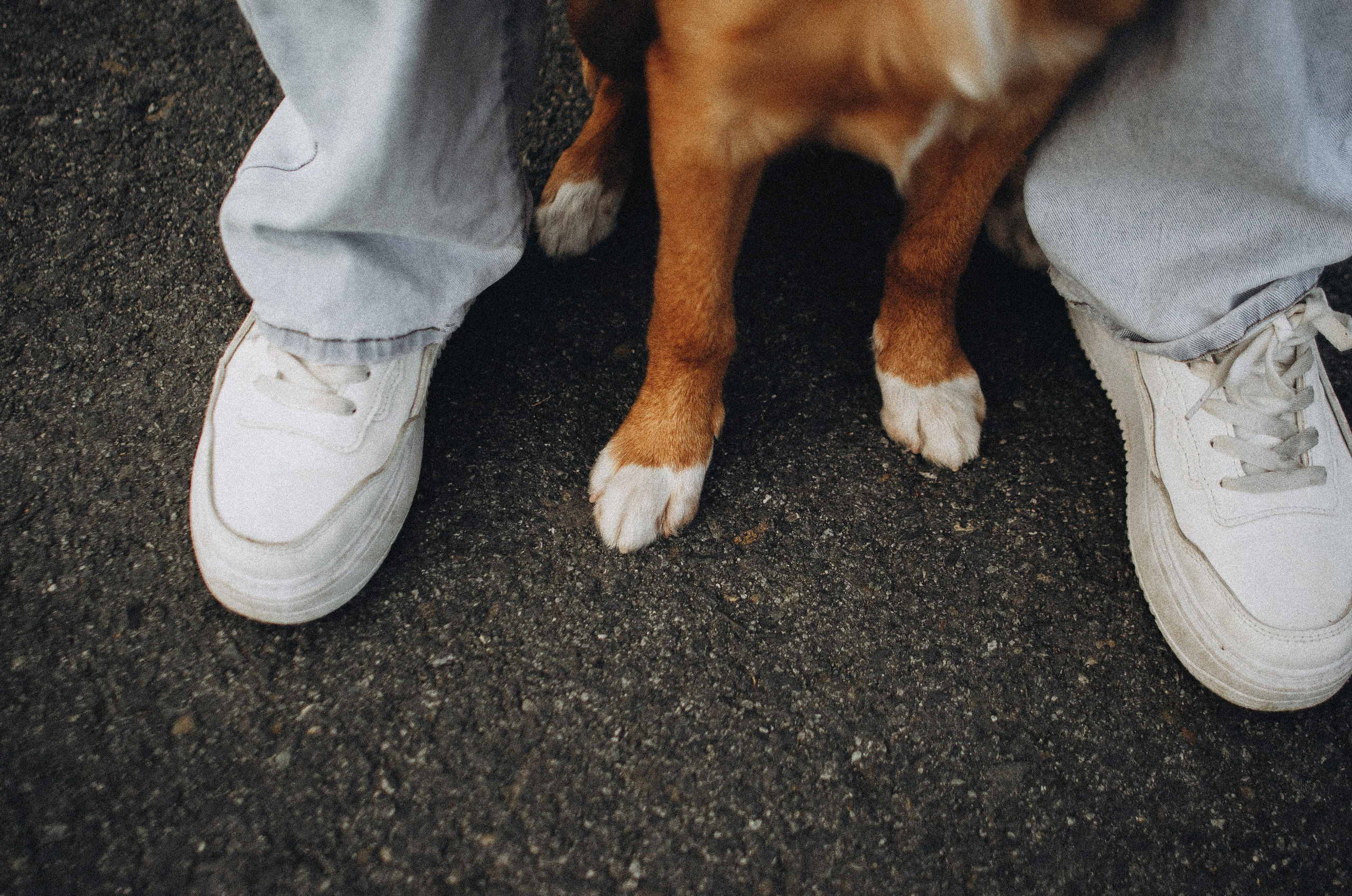Вика и Хардин. Фотограф-анималист Богданова Полина