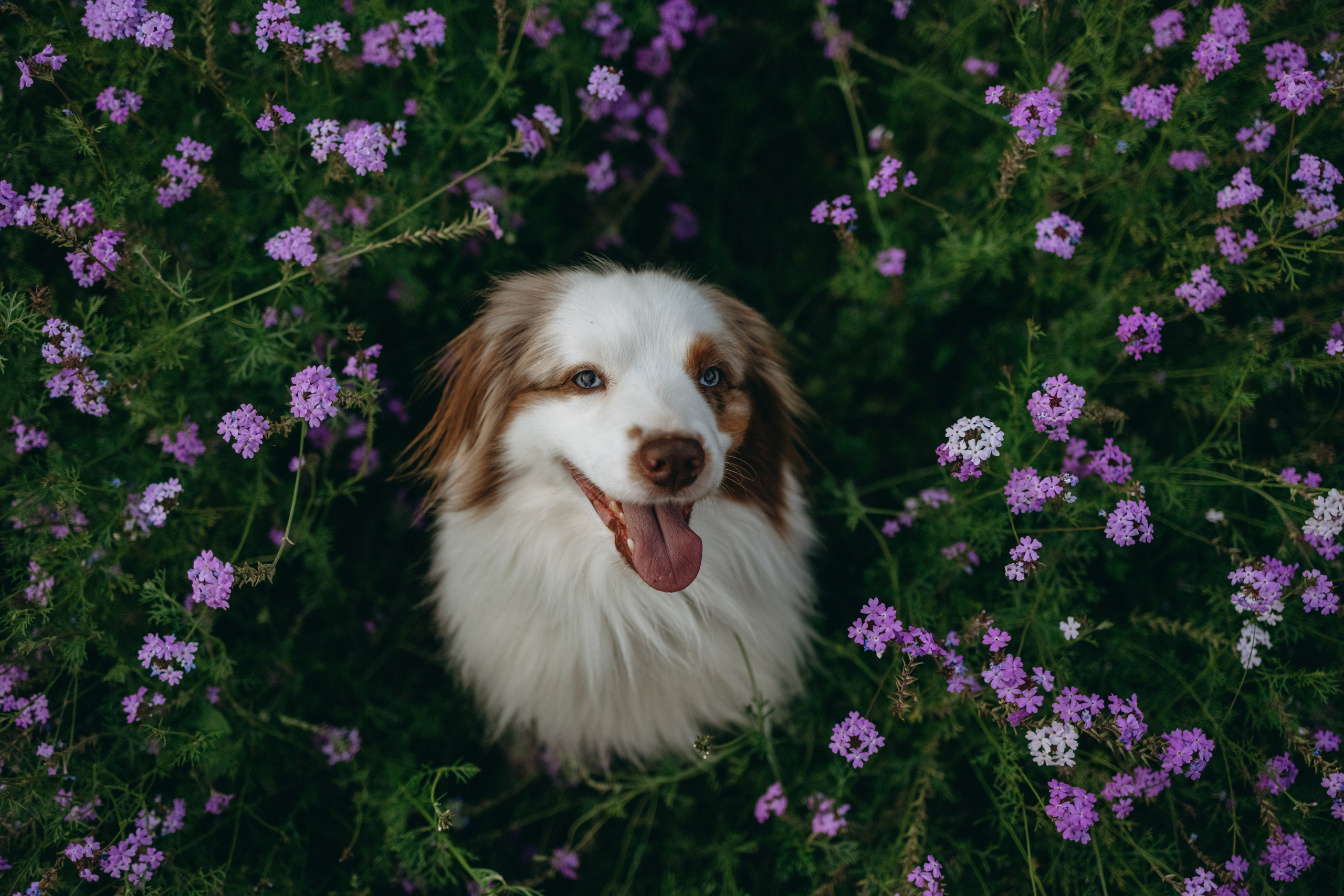 Маша и Эклер. Фотограф — Анималист | Санкт-Петербург