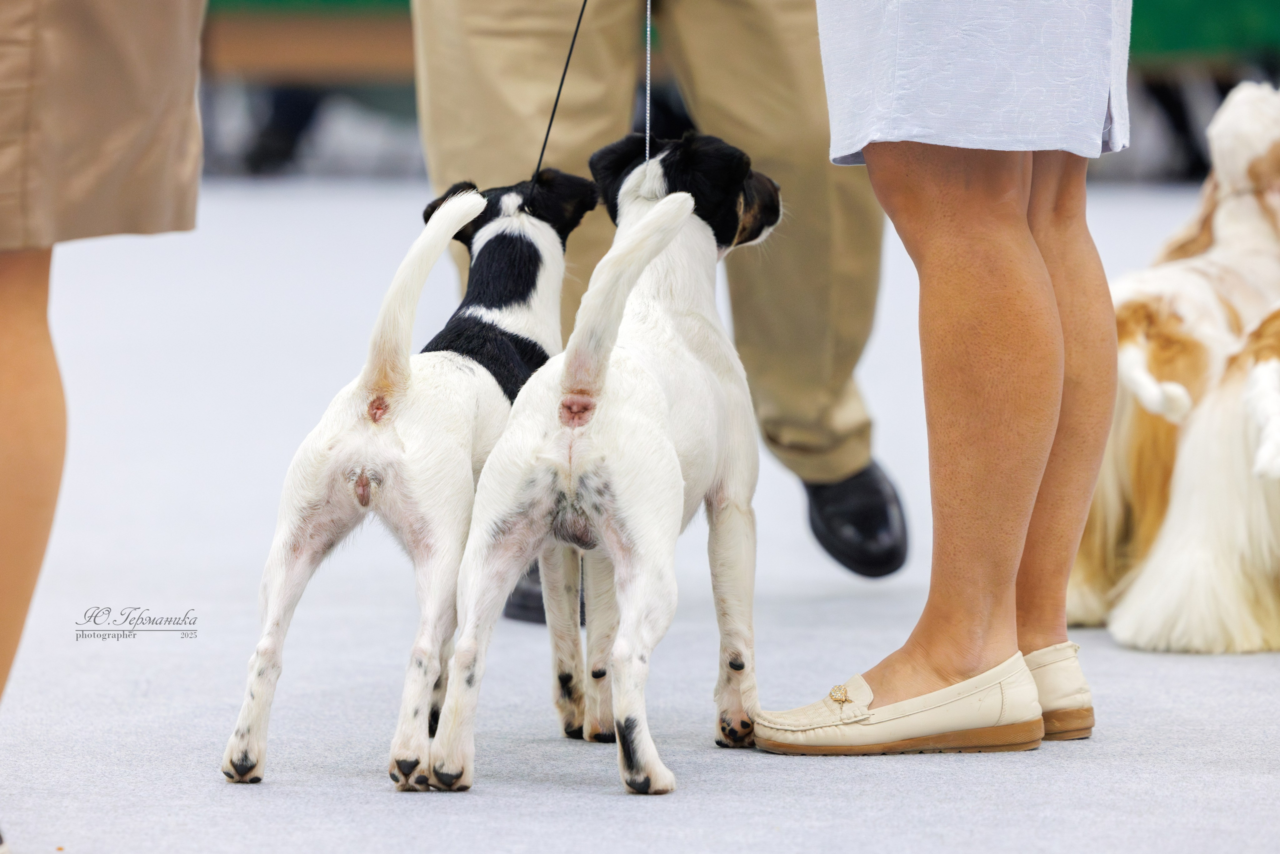 Сабанеевка Казань 25-26.01.2025. Фотограф-анималист Юлия Германика