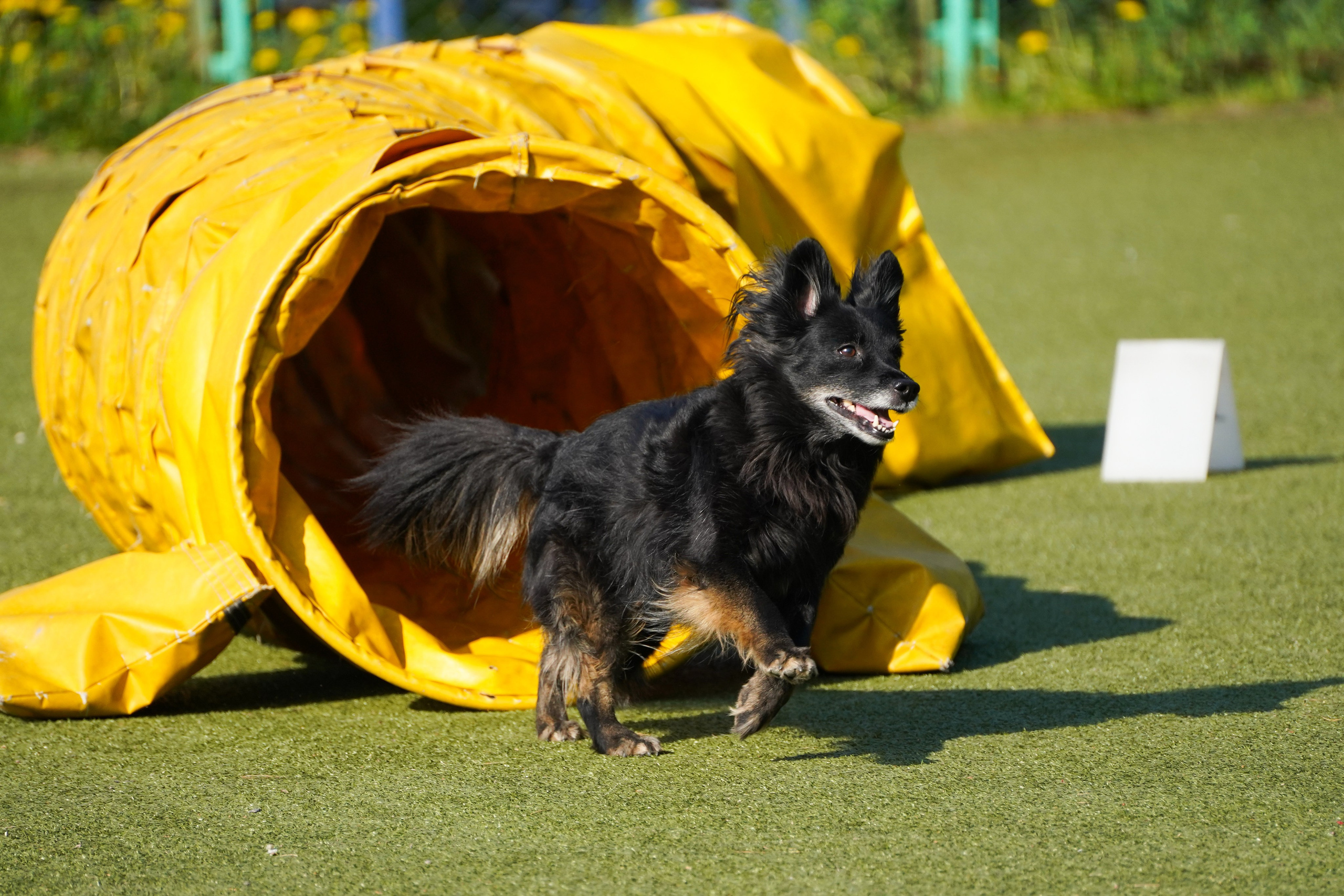 Аджилити 25.05.24, Санкт-Петербург. Фотограф-анималист Анастасия Большакова