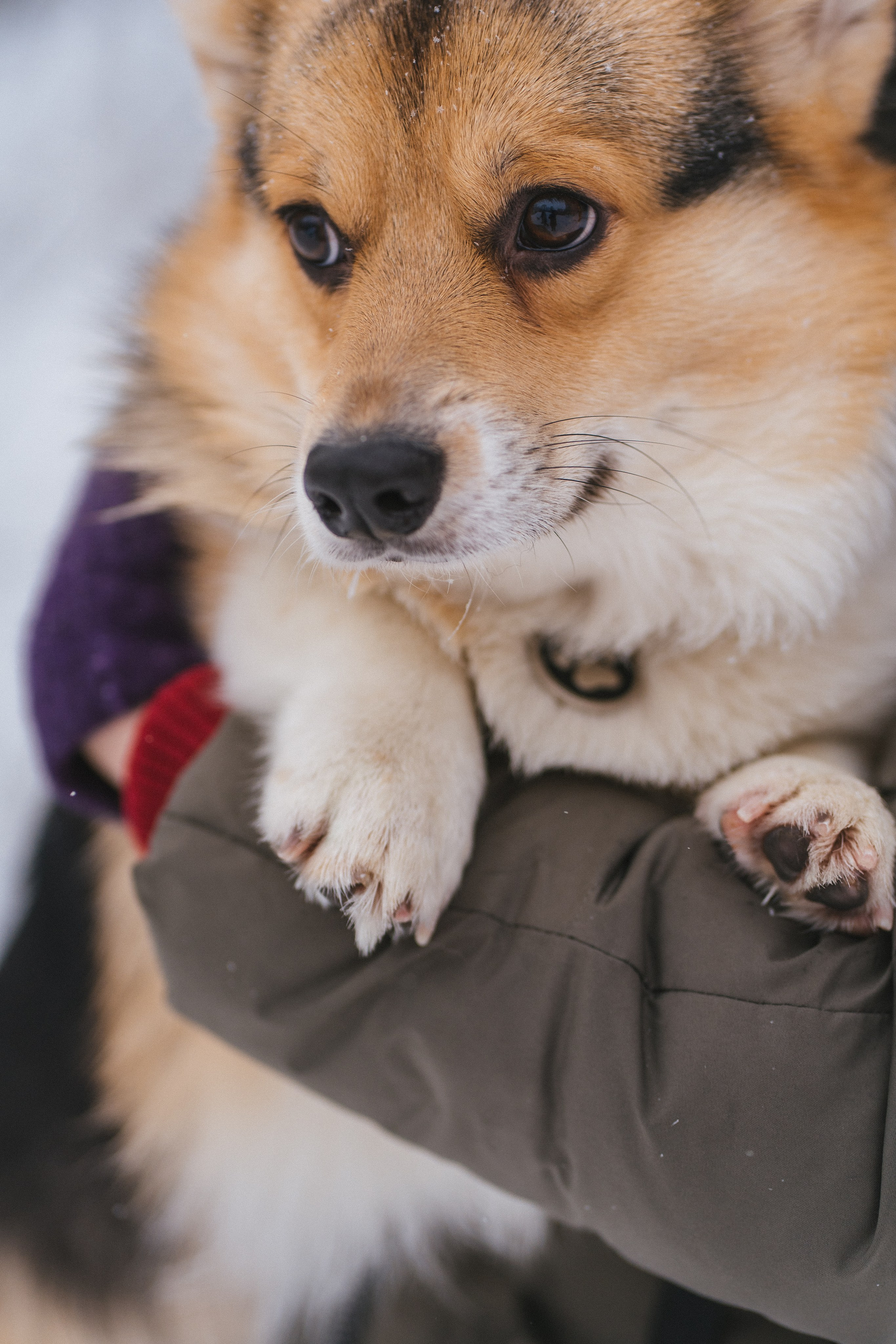 Каспер и Полина. Свадебный фотограф в Москве Анна Полушина
