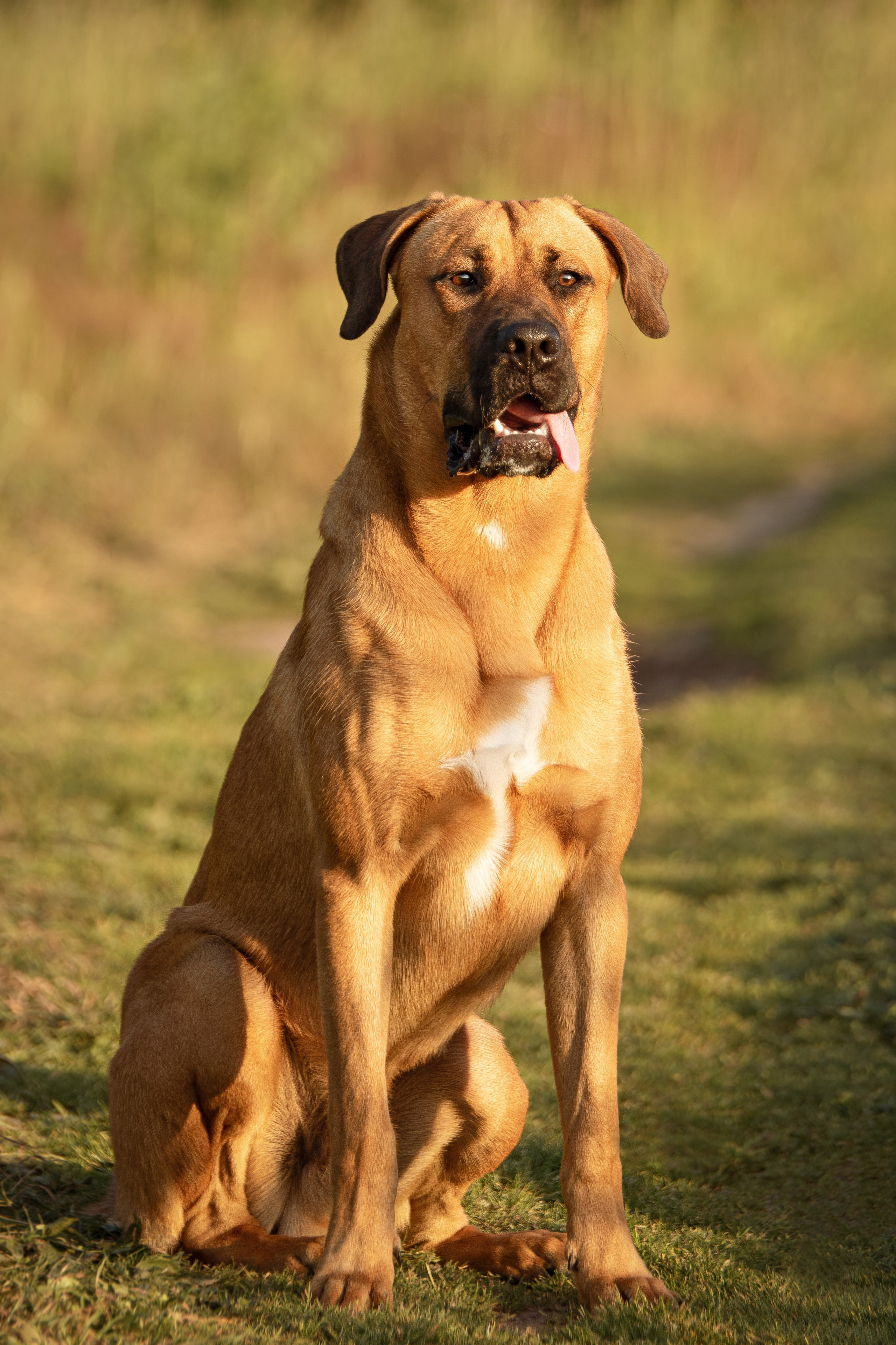Арчи. Юлия Микульская. Рыбинск