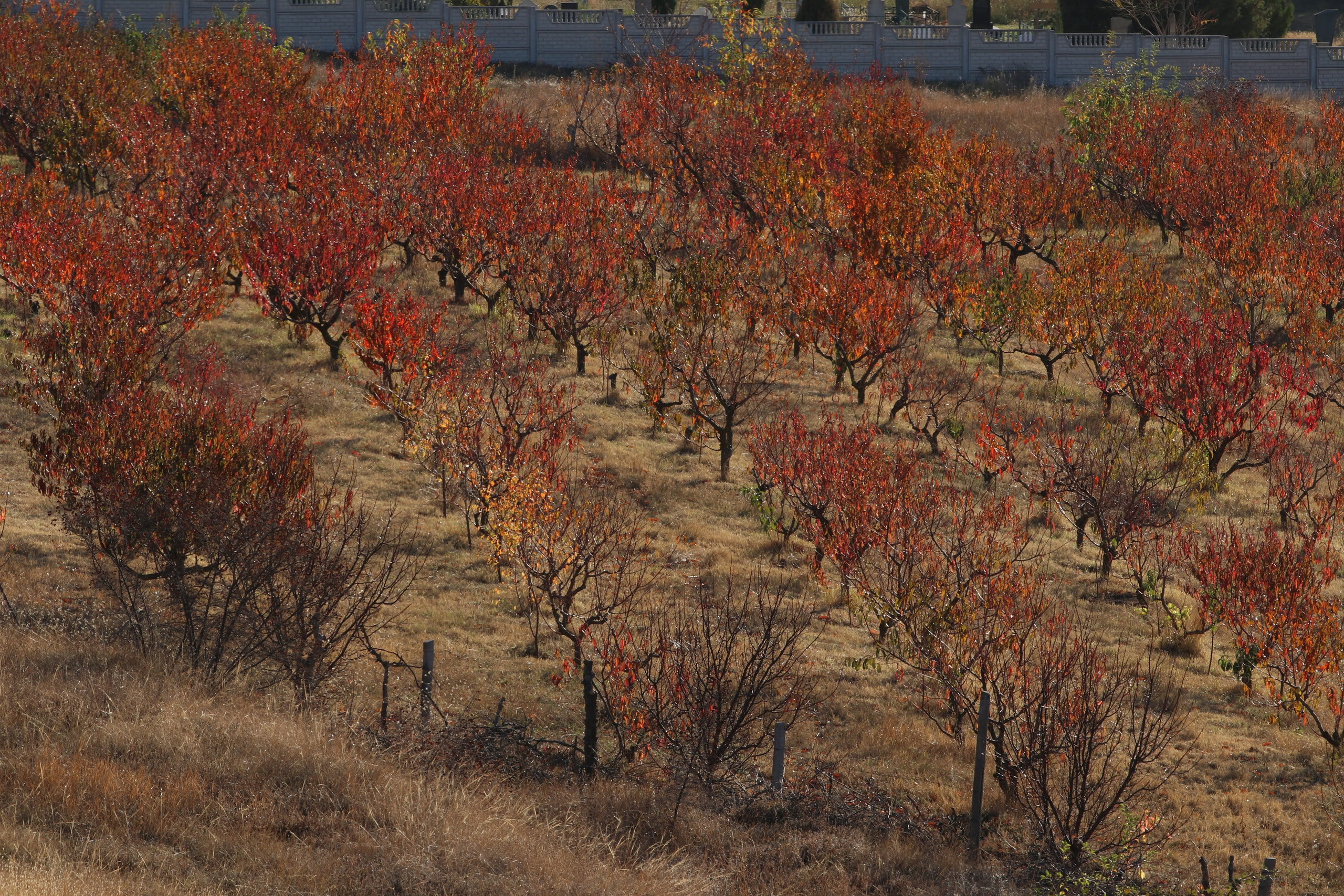 Крым. ЮБК (Гурзуф, Судак и их окрестности). Ноябрь 2023. Путешественник-фотограф из Санкт-Петербурга Татьяна Свистулина
