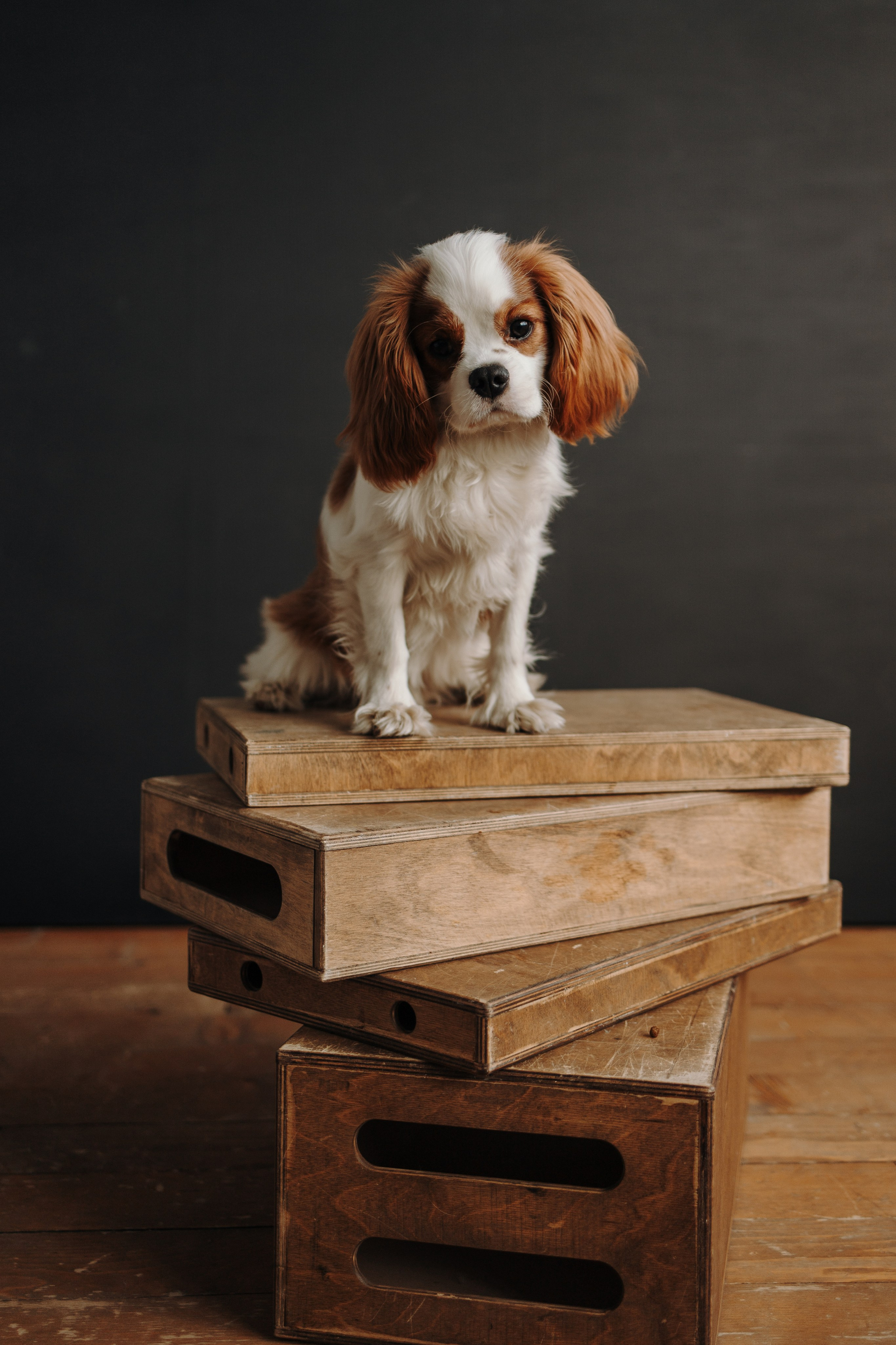 Плуто и его семья. Фотограф — Анималист | Санкт-Петербург