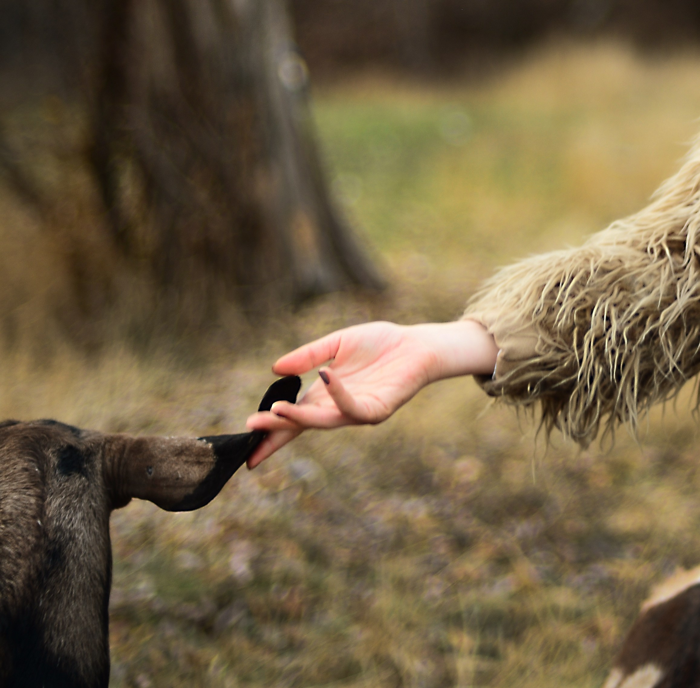 Маша и козочки. Кристина Зуенкова. Фотограф в Луганске