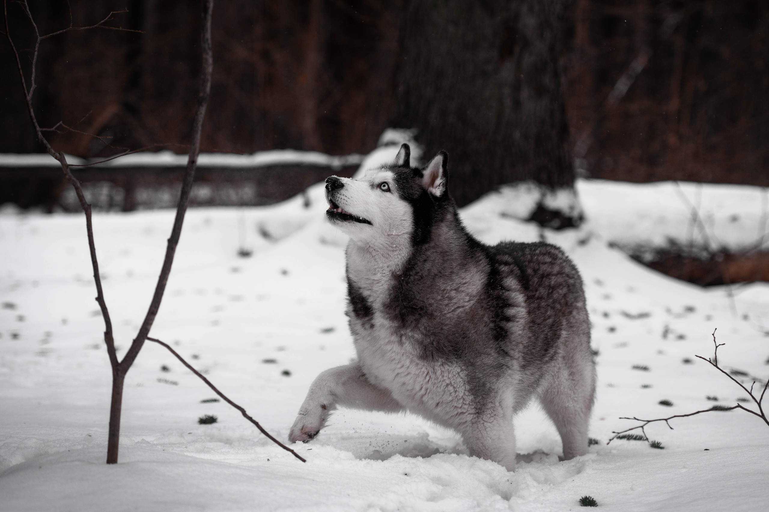 Шанель. Фотограф-анималист