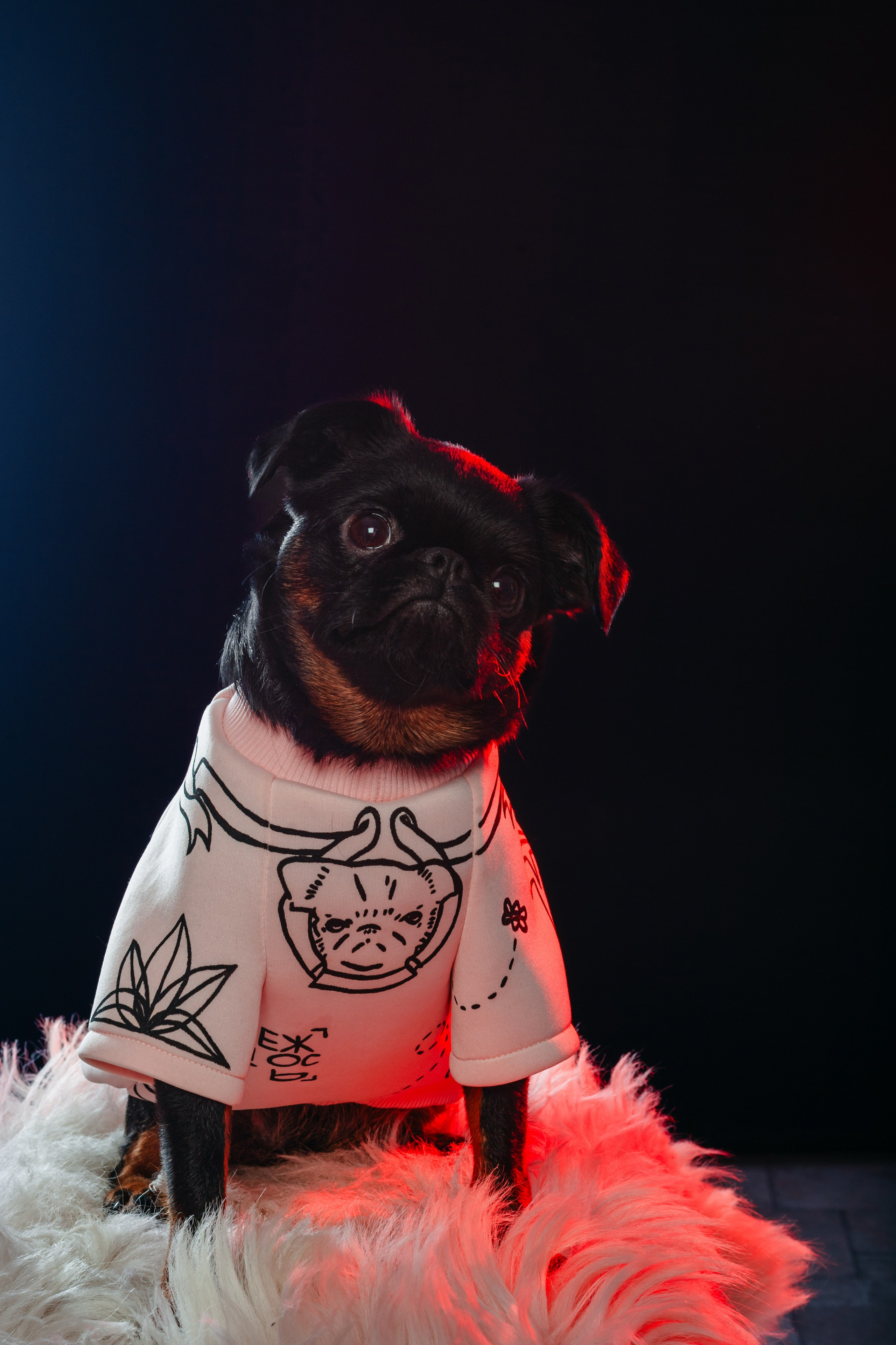 Студийная фотосессия с цветным светом. Фотограф-анималист Татьяна Степанова