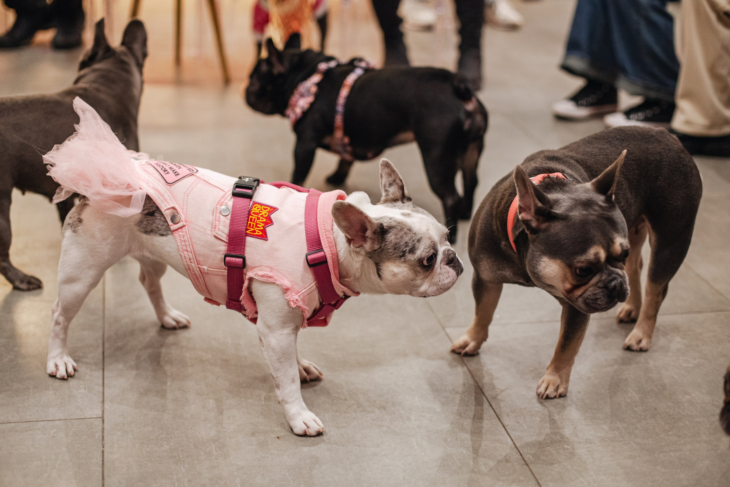 Бульёлка 2024. Фотограф-анималист Татьяна Степанова