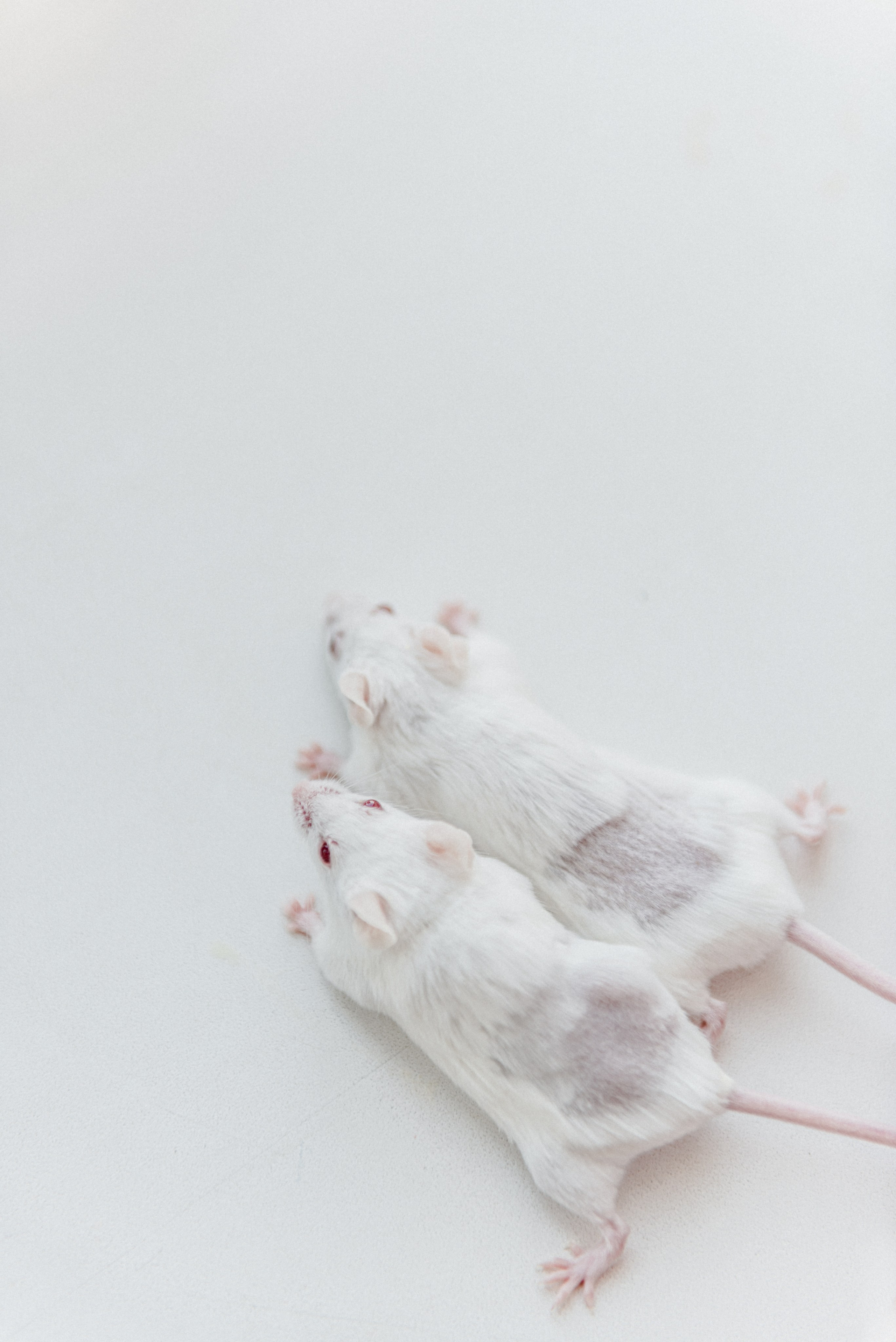 Предметные. Фотограф в Москве Daria Lens