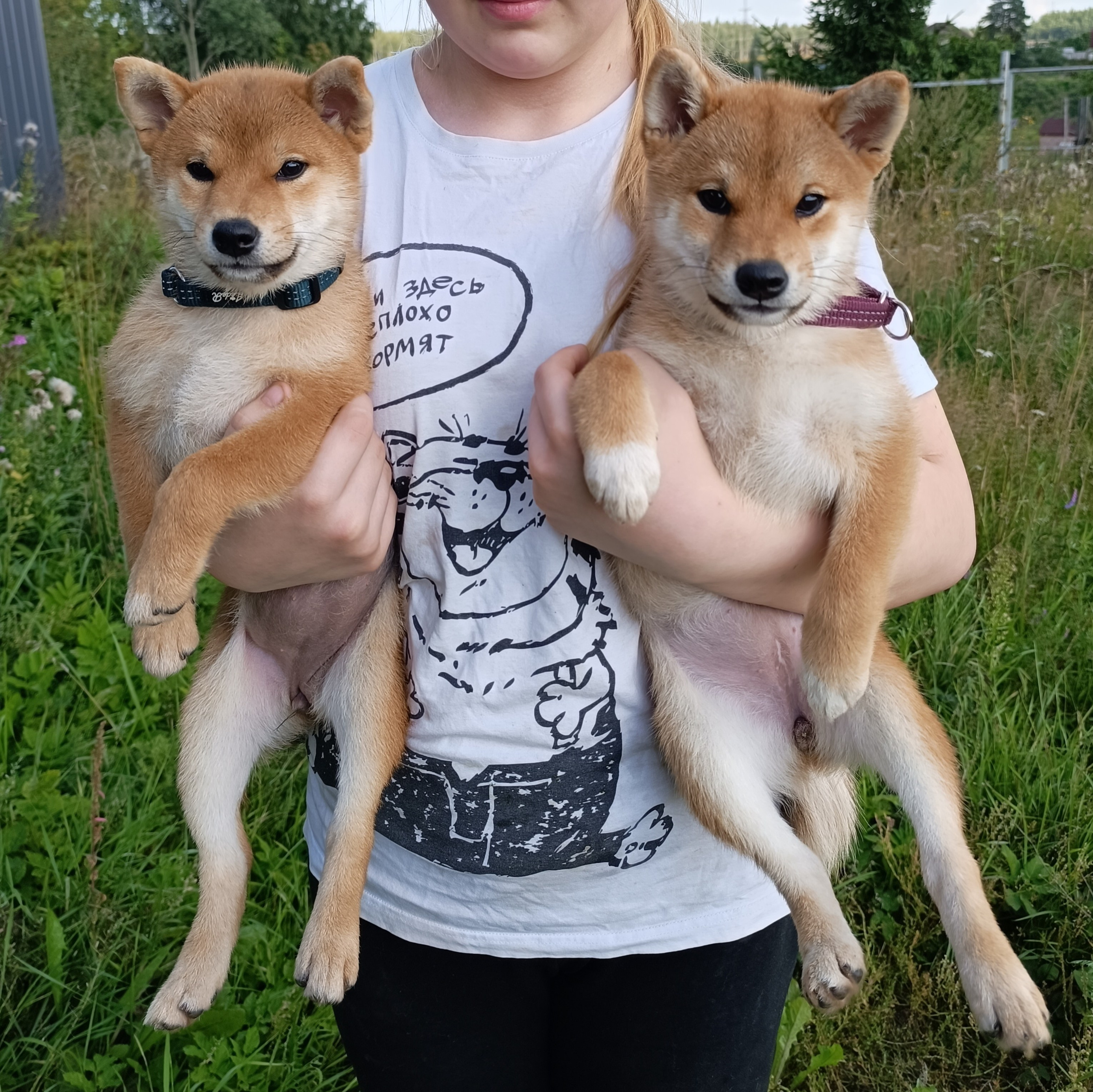 сиба питомник Рубилайт щенки на продажу rubylight  сиба щенки купить СПб Санкт-Петербург 