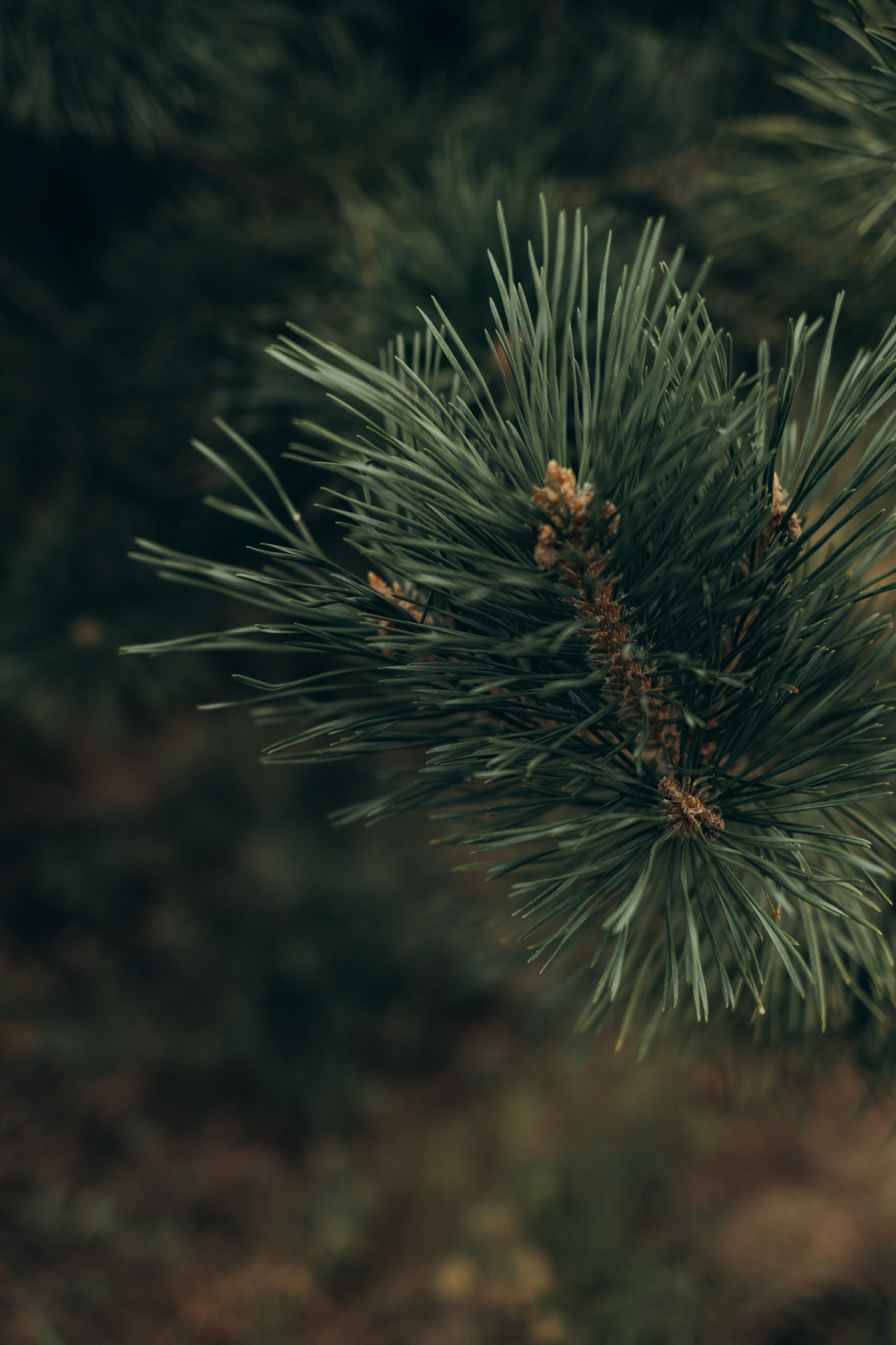 Воспоминания, которые мы создаем с семьей- бесценны. Фотограф в Москве Ольга Елоева