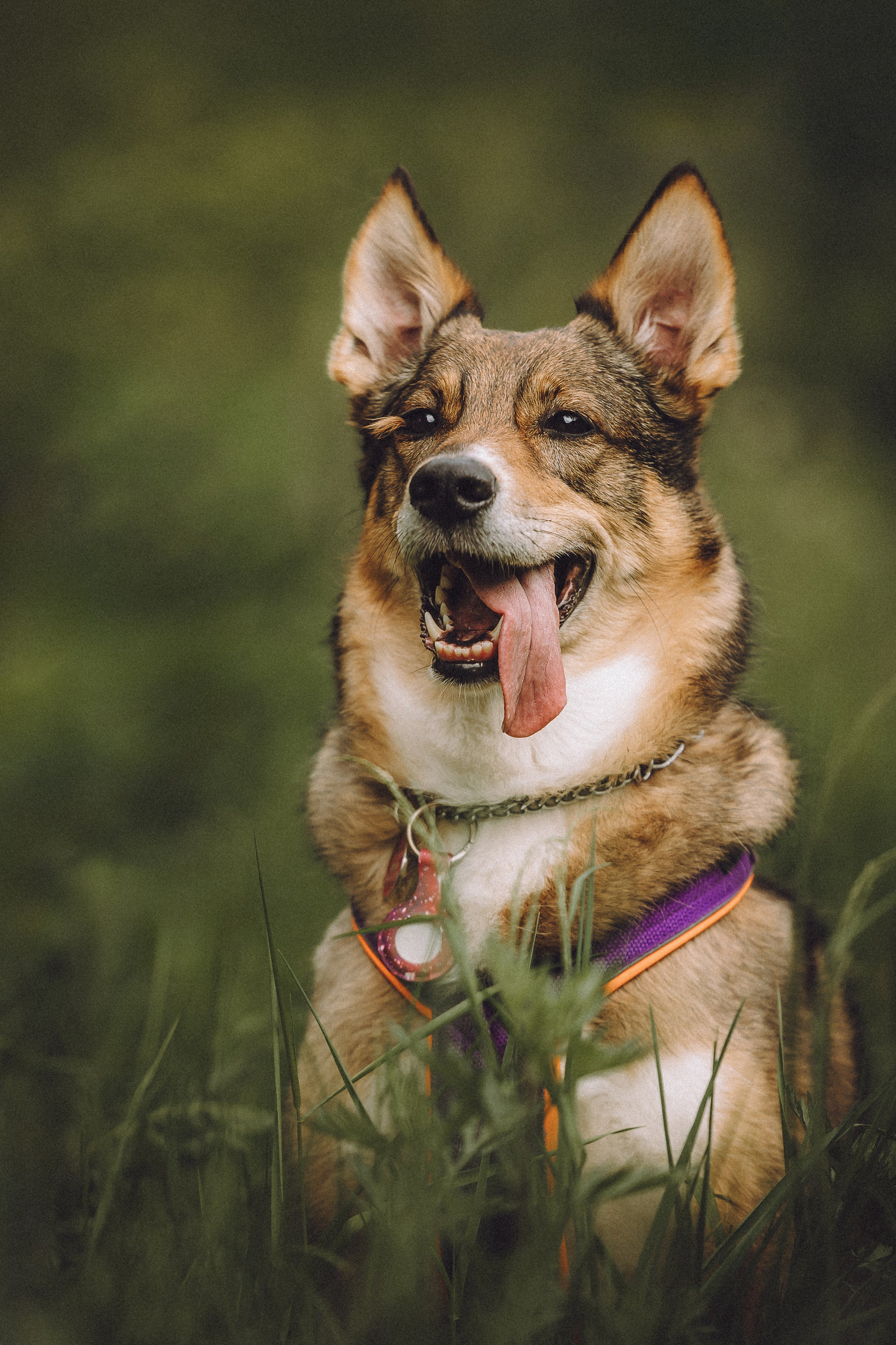 Груша, Данни, Фунтик и их семья