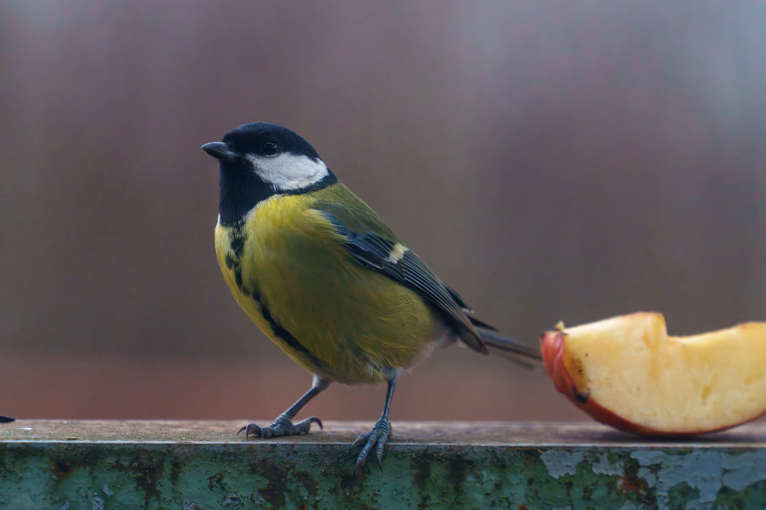 Animals — Животные