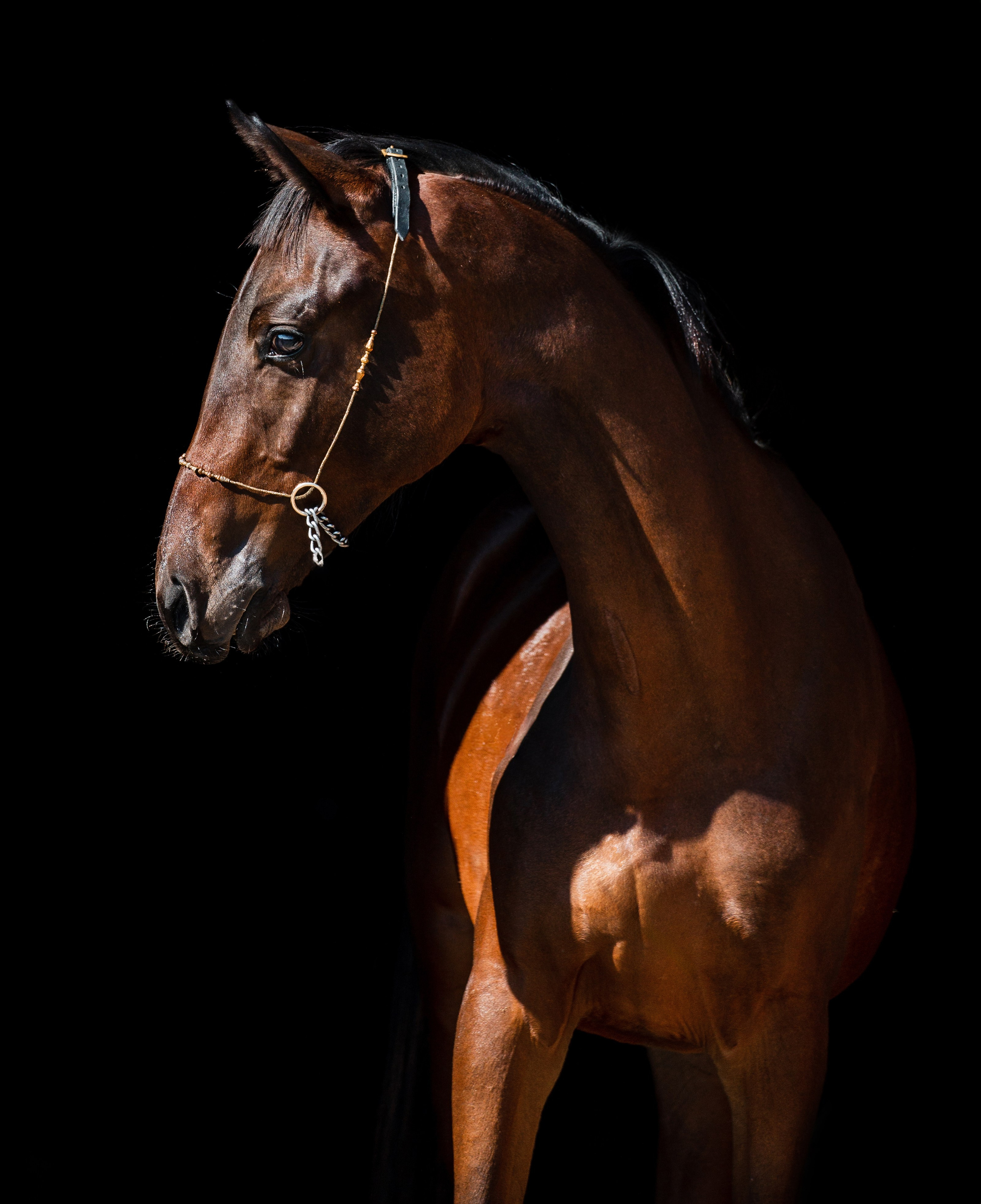 На черном фоне. Фотограф-анималист Ксендзова Кристина