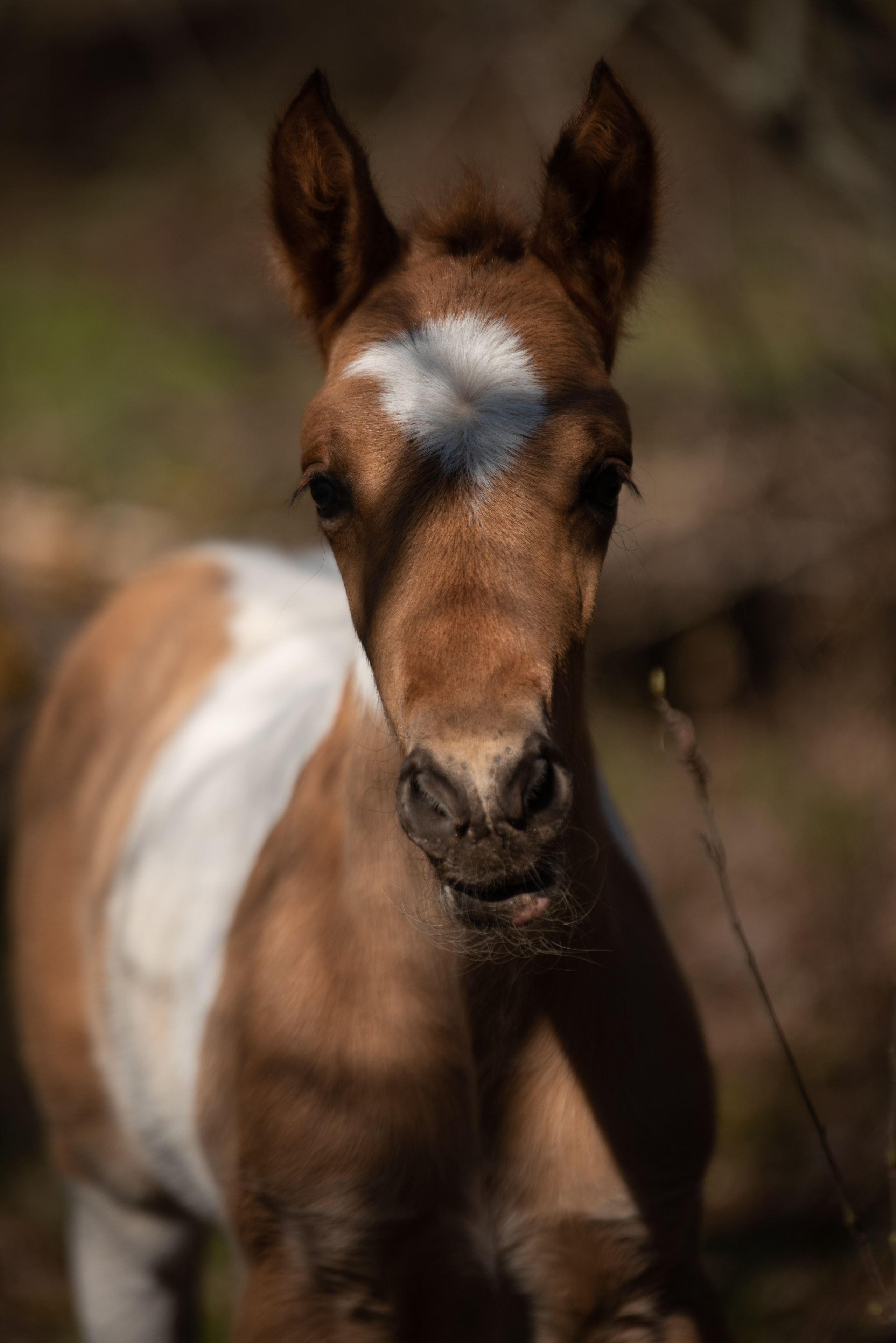 Жеребёнок Митяй. Конный фотограф в Саратове Юлия Иванова