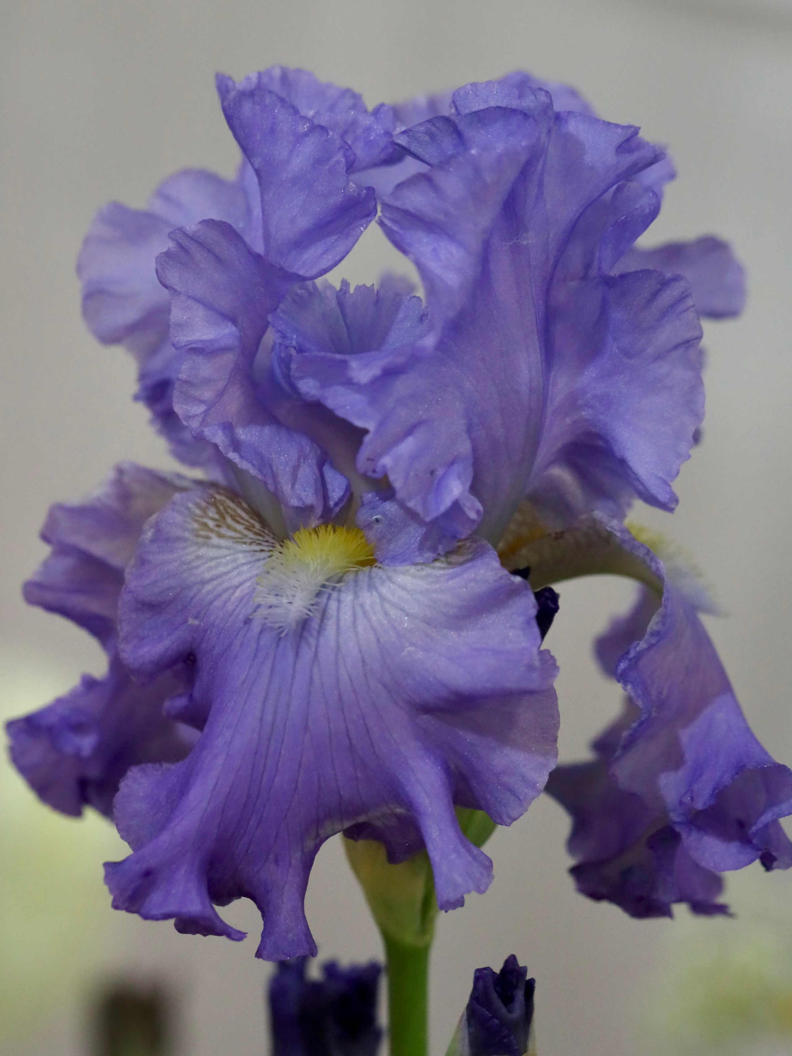 Фестиваль пионов и ирисов в Аптекарском огороде — июнь 2023. Фотосессии и репортаж — Фотограф в Москве — Рина Серёгина