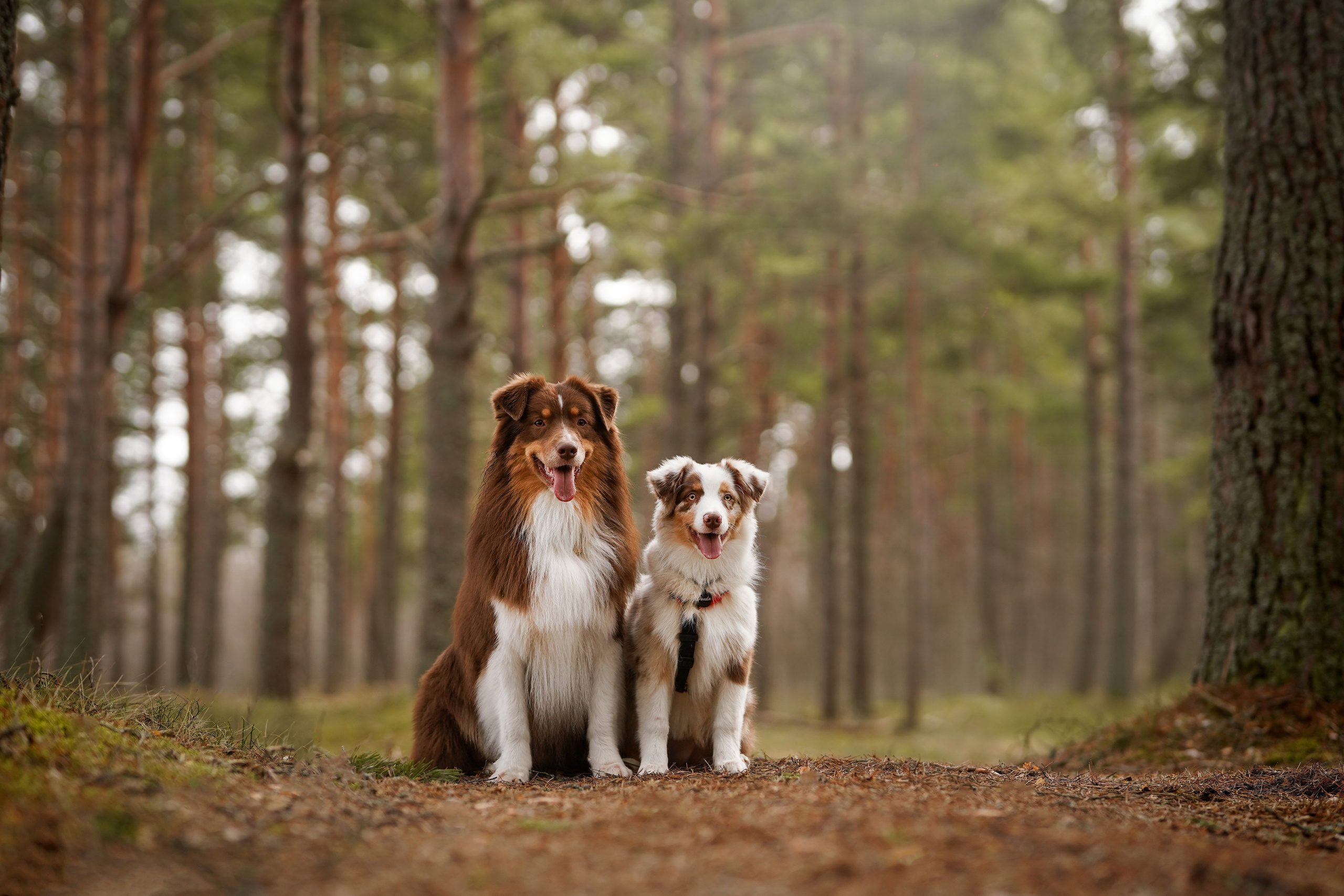 Аусси на Ладоге. Фотограф-анималист в Санкт-Петербурге Яна Мартынова