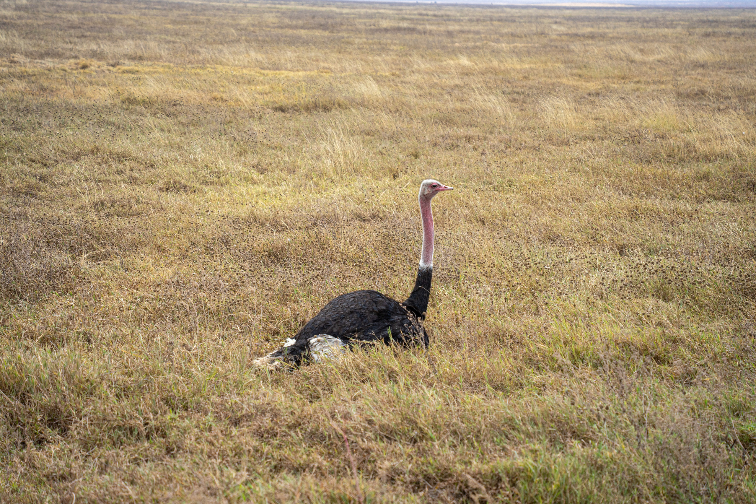 Танзания, сафари, 2025. Творческие сьемки