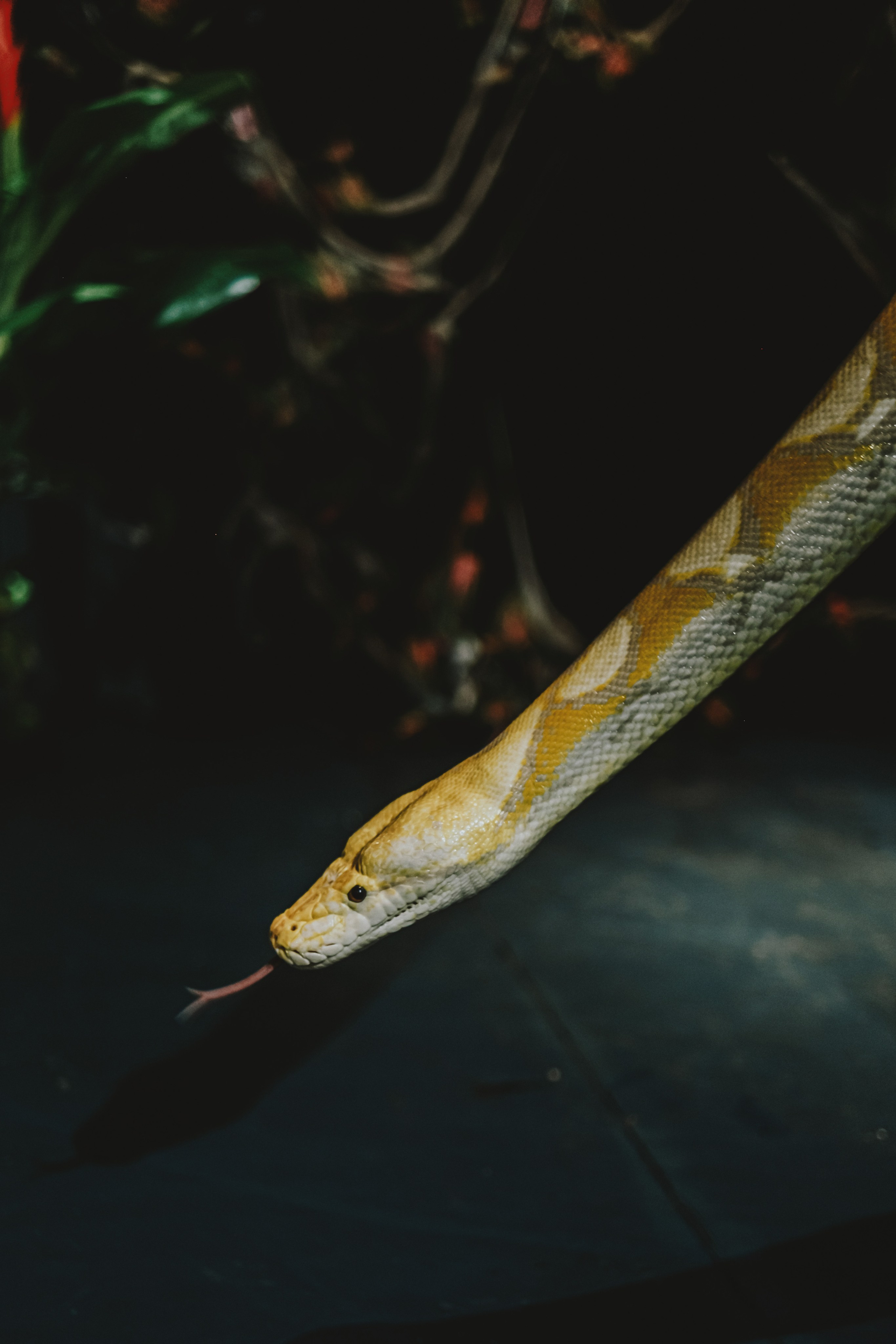 Дом Драконов. Nattie.ph