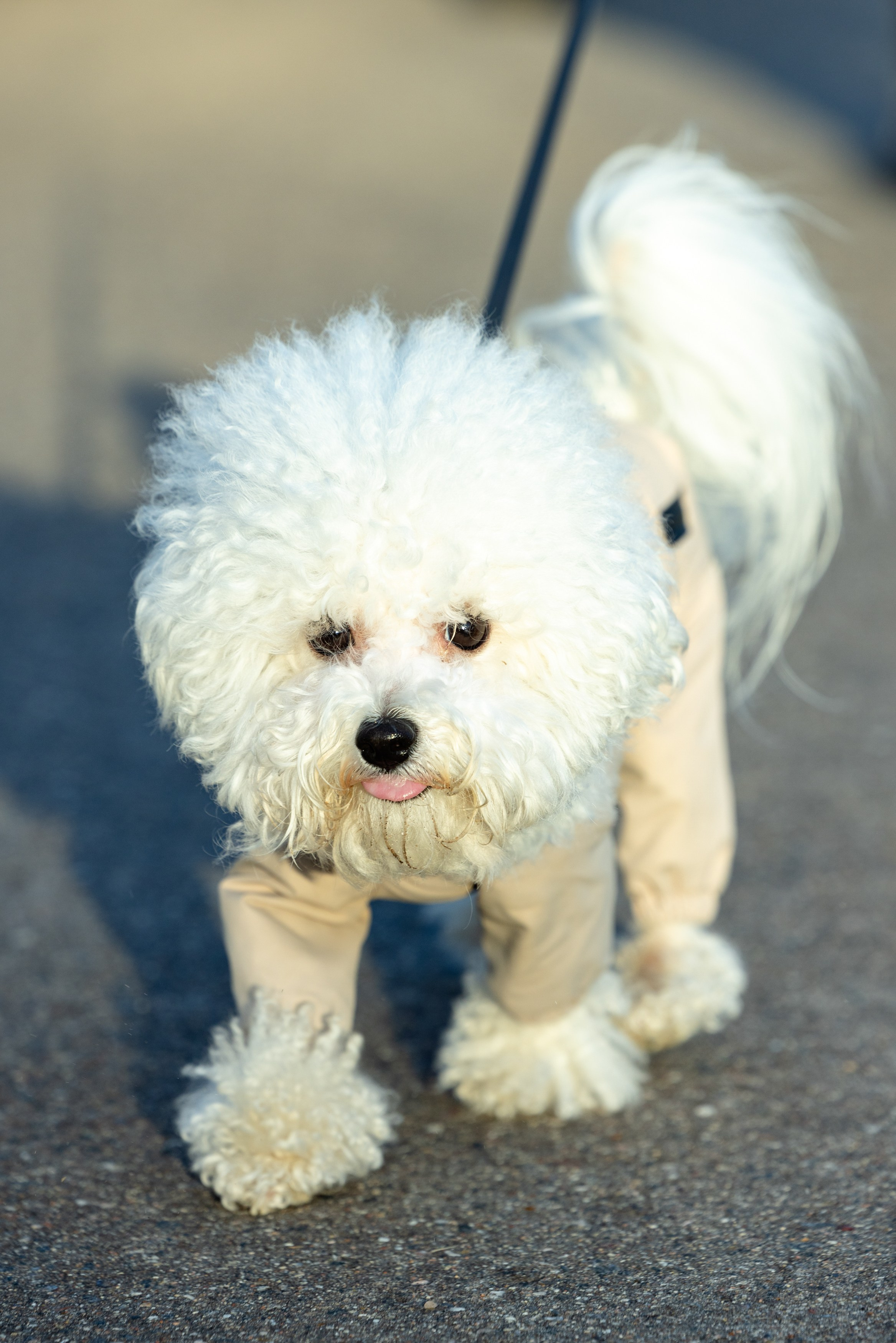 Клуб грумеров (прогулка и семинары). Виктория Зудина — фотограф в Москве