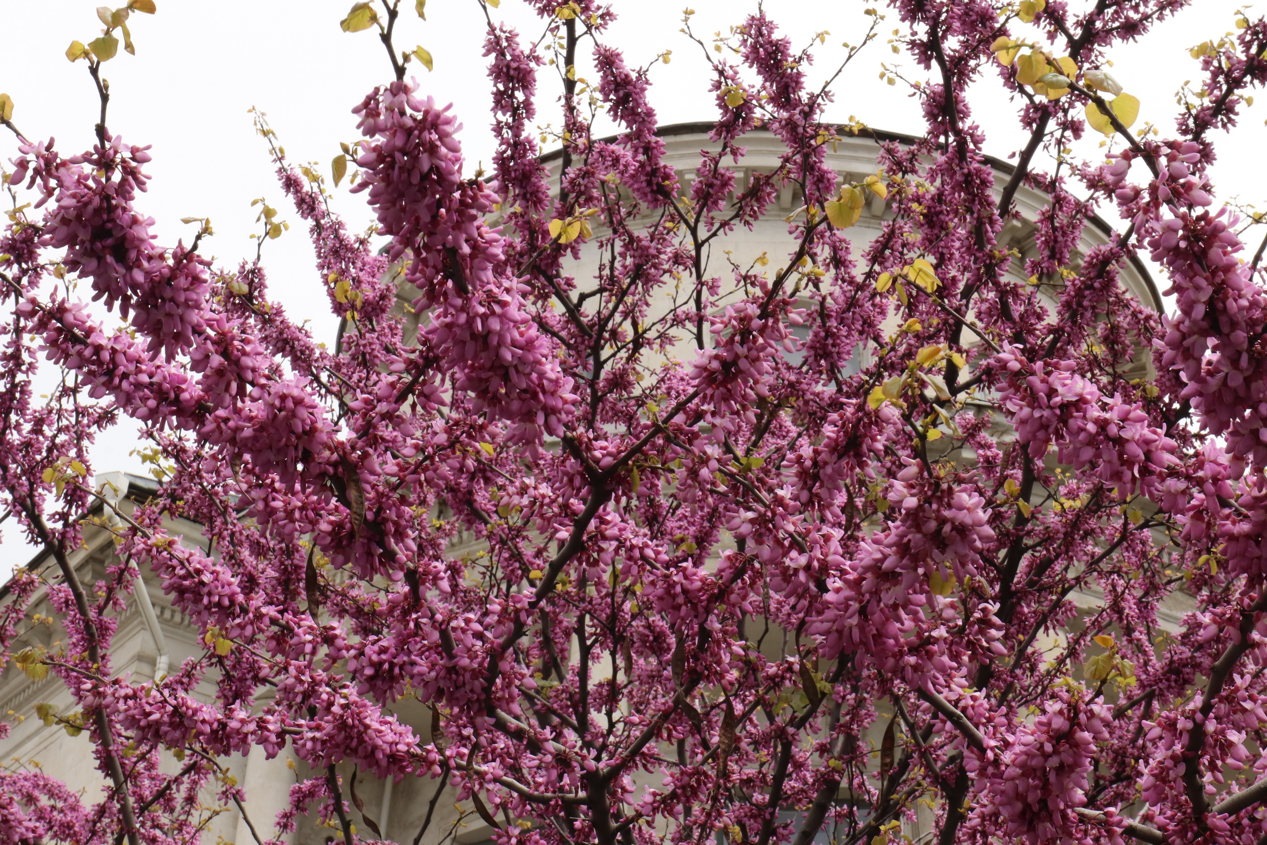 Крым. ЮБК (Севастополь, Кастрополь, Ялта). Май 2023. Путешественник-фотограф из Санкт-Петербурга Татьяна Свистулина