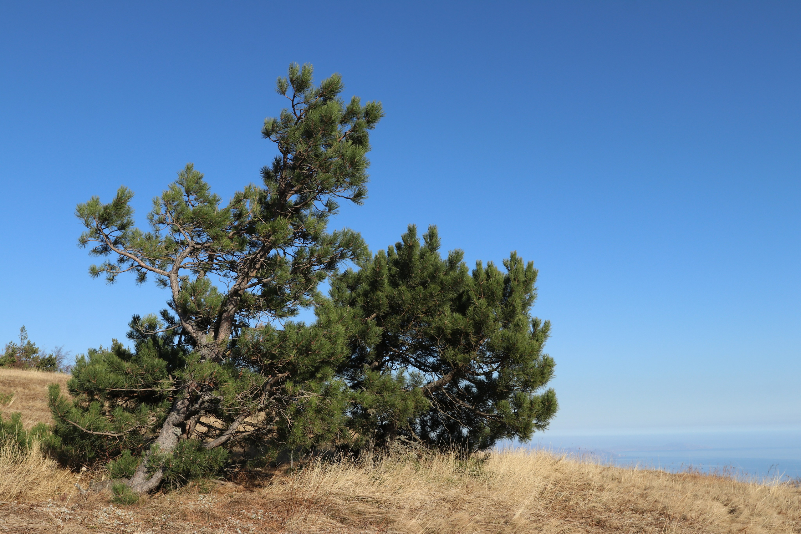 Крым. ЮБК (Гурзуф, Судак и их окрестности). Ноябрь 2023. Путешественник-фотограф из Санкт-Петербурга Татьяна Свистулина