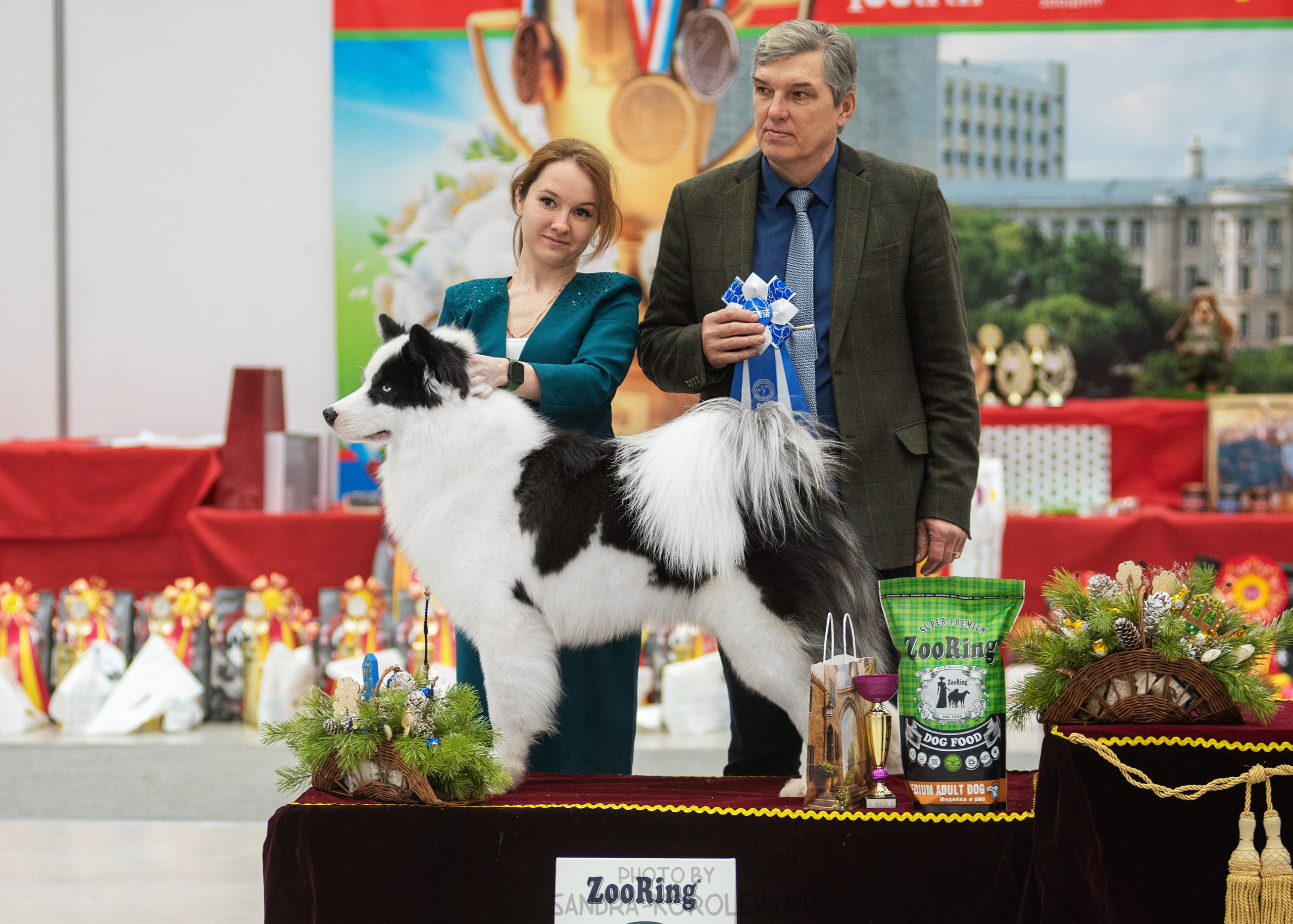 Выставка собак тюмень 14.01.2023. Дог-фотограф в Тюмени Александра Королева