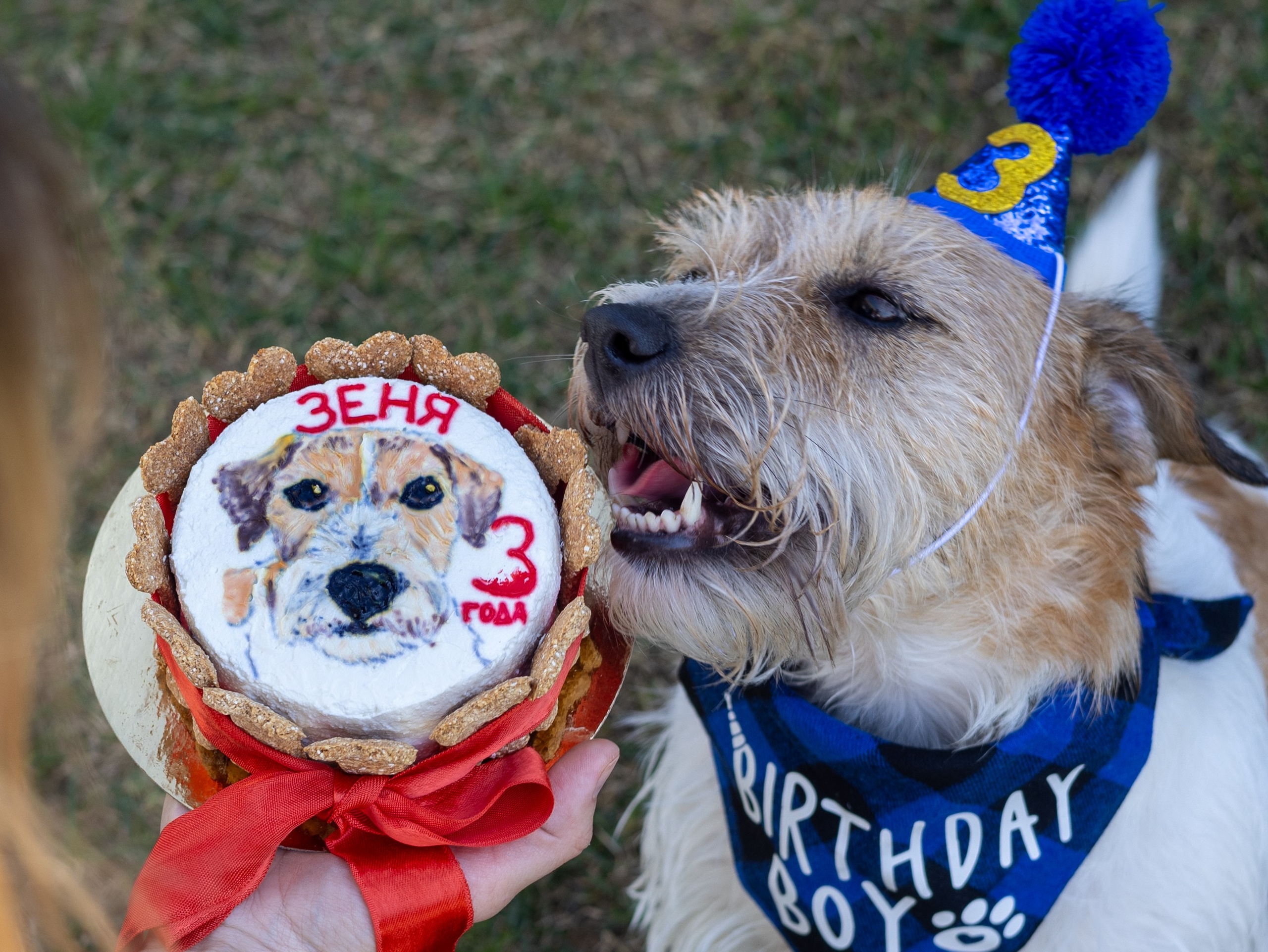 День рождение Зенита. Фотограф-анималист в Москве Кириллова Татьяна
