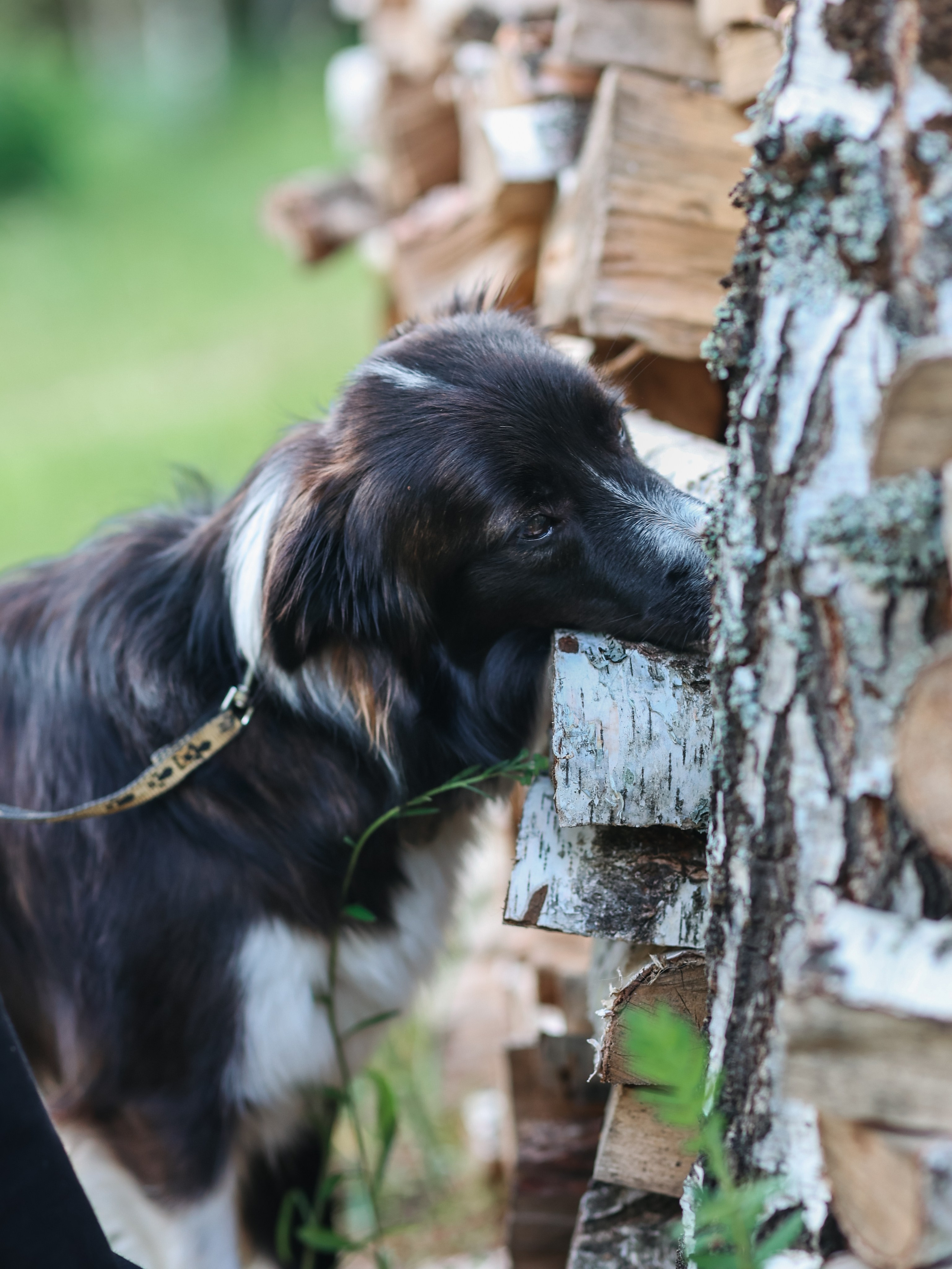 Лагерь ноузворк. Фотограф-анималист в Москве Кириллова Татьяна