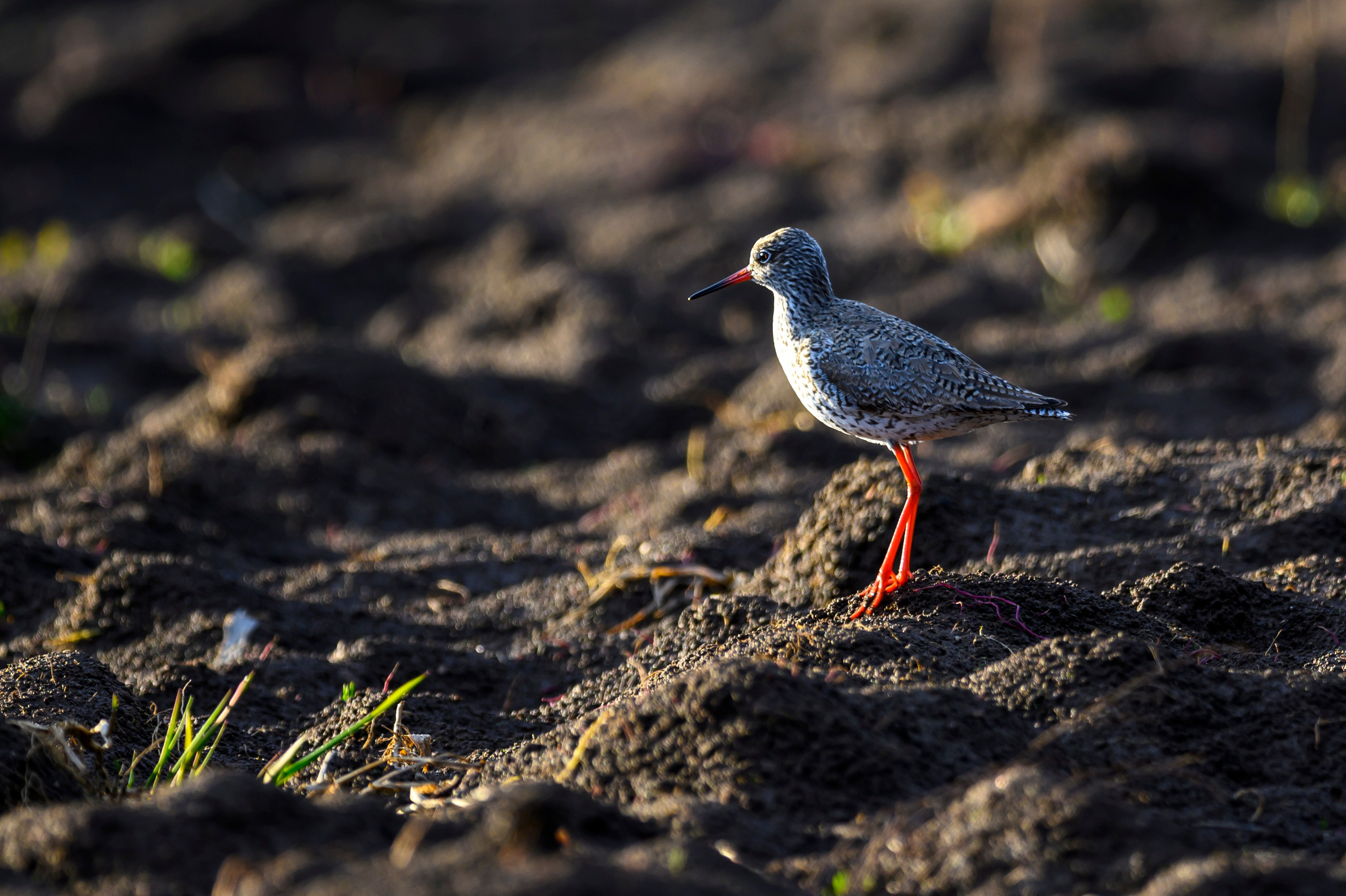 Дуплет скопы. Wildlife photography by Sergey Puponin