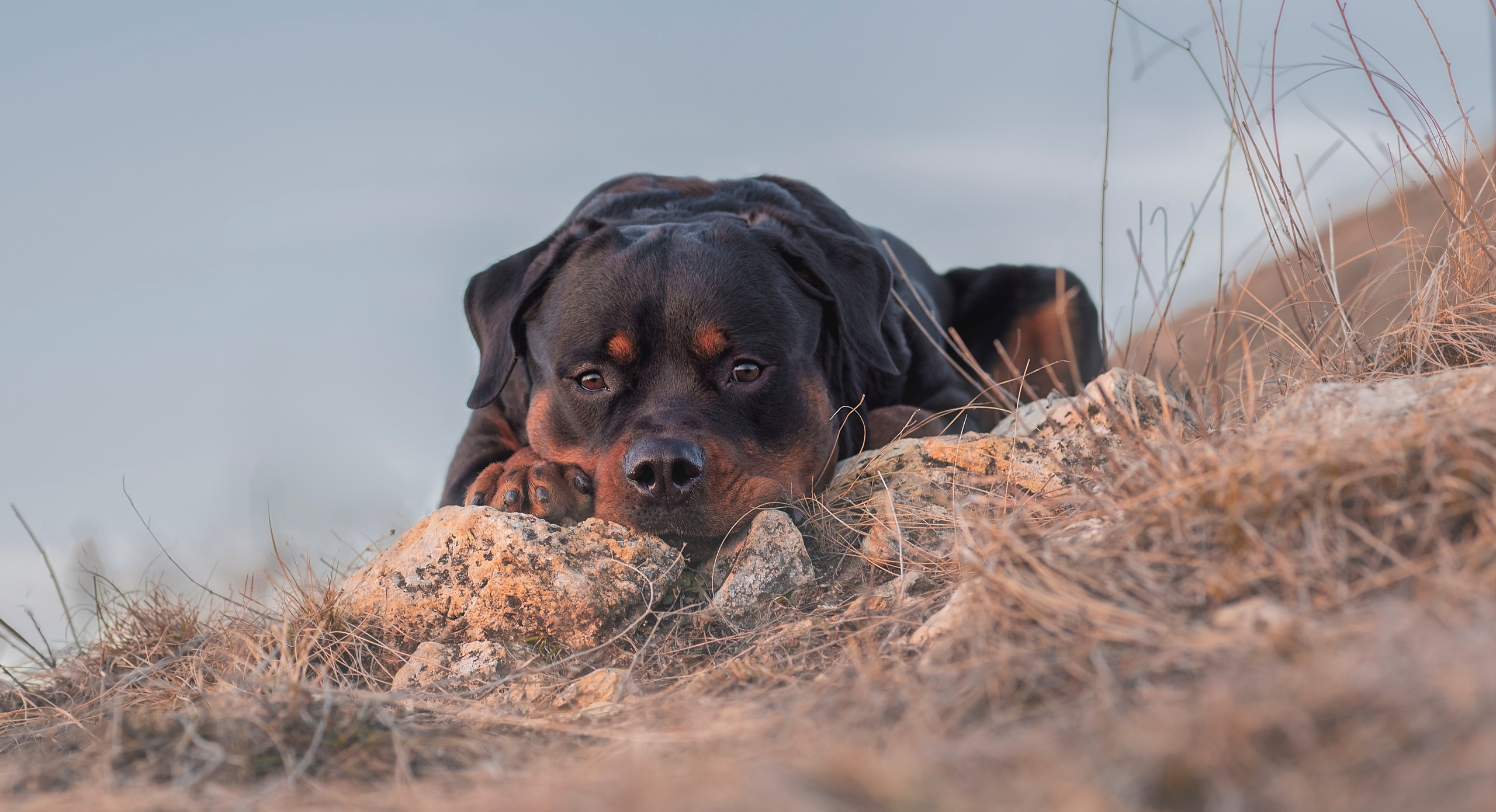 Кайрос. Фотограф анималист Ставрополь Яна Кудлай
