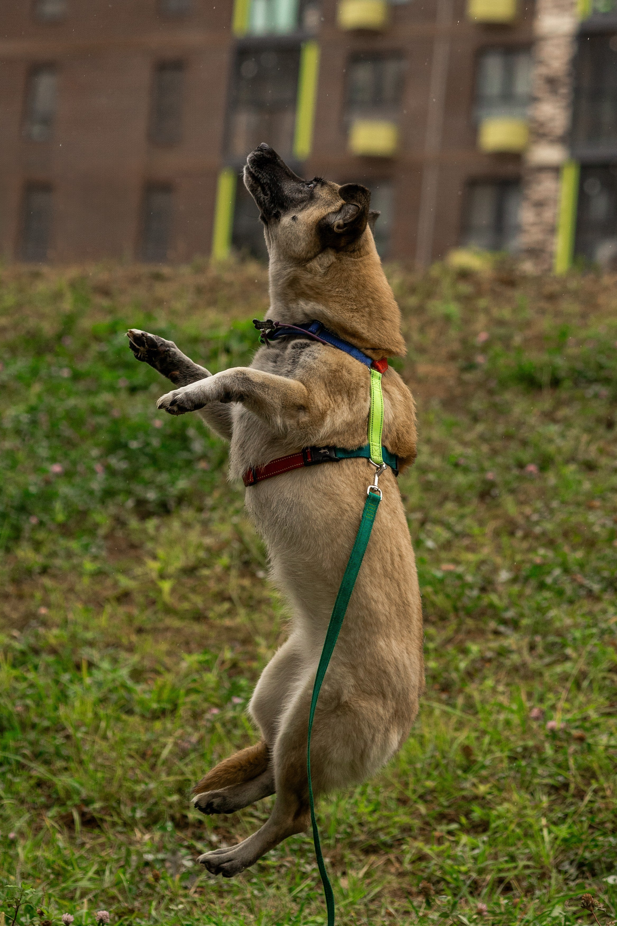 Съемка с собакой. Анастасия Белаш