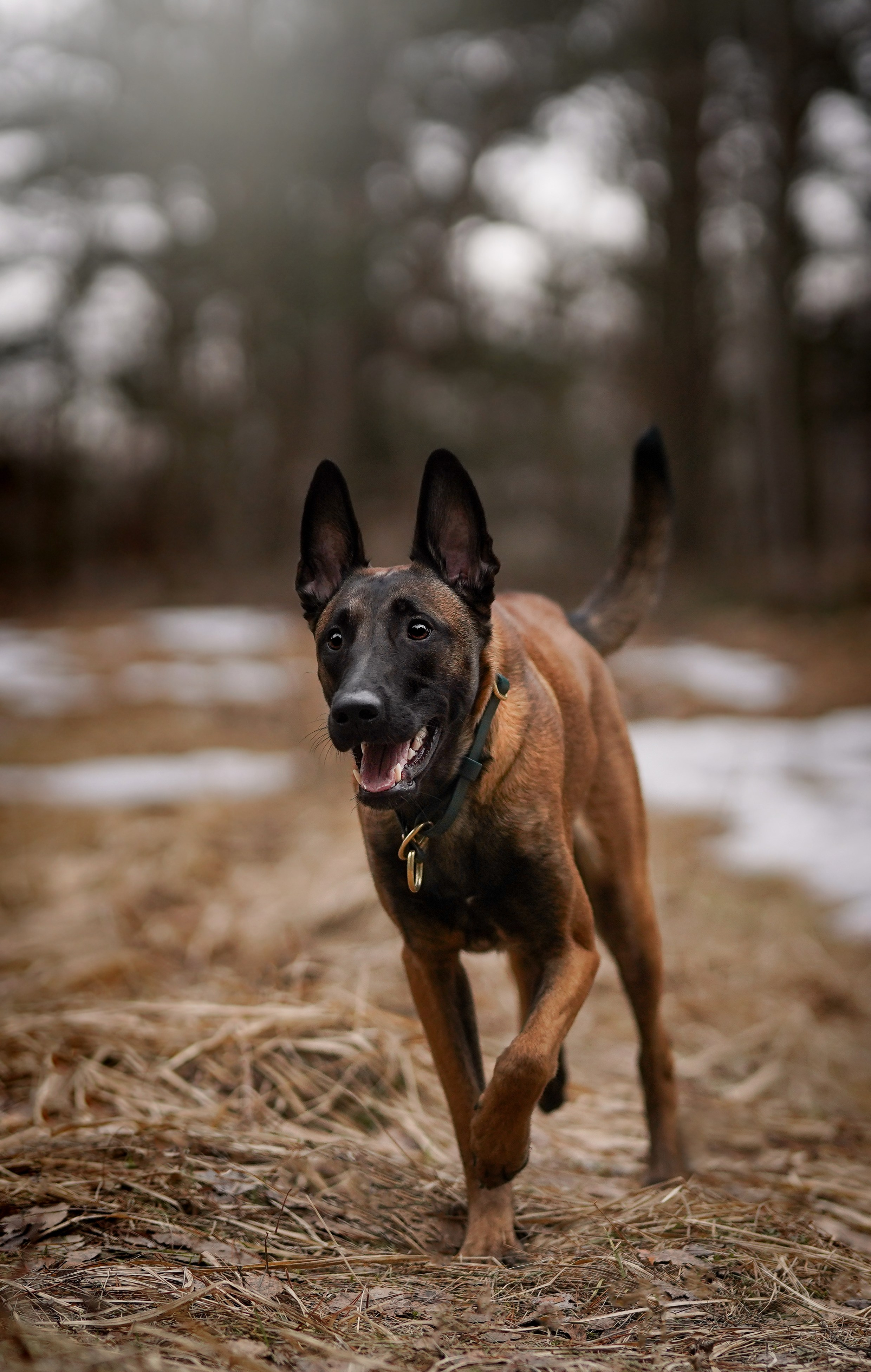 Панда и Эста. Фотограф-анималист в Санкт-Петербурге Яна Мартынова