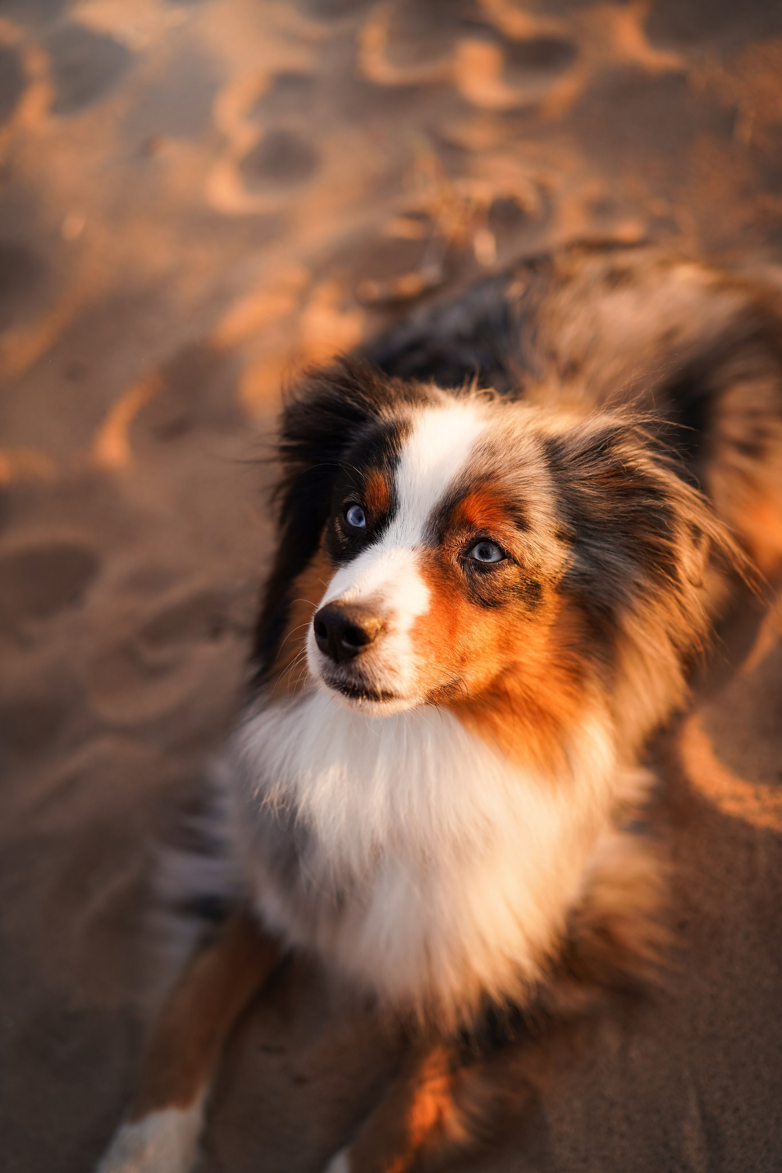 Алиса и Джокер. Фотограф-анималист в Санкт-Петербурге Яна Мартынова