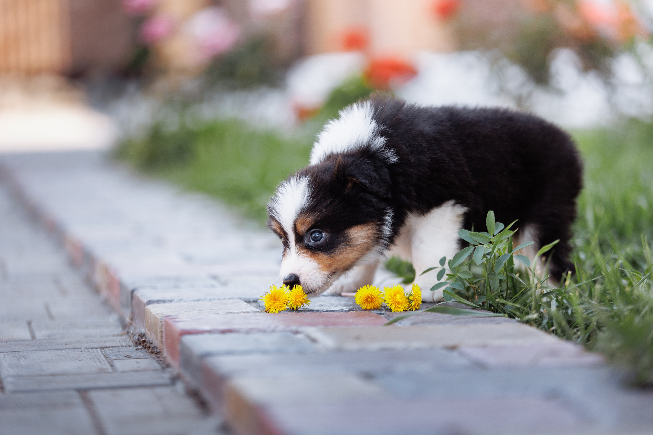 МММ — маленькое мягкое милое. О нас