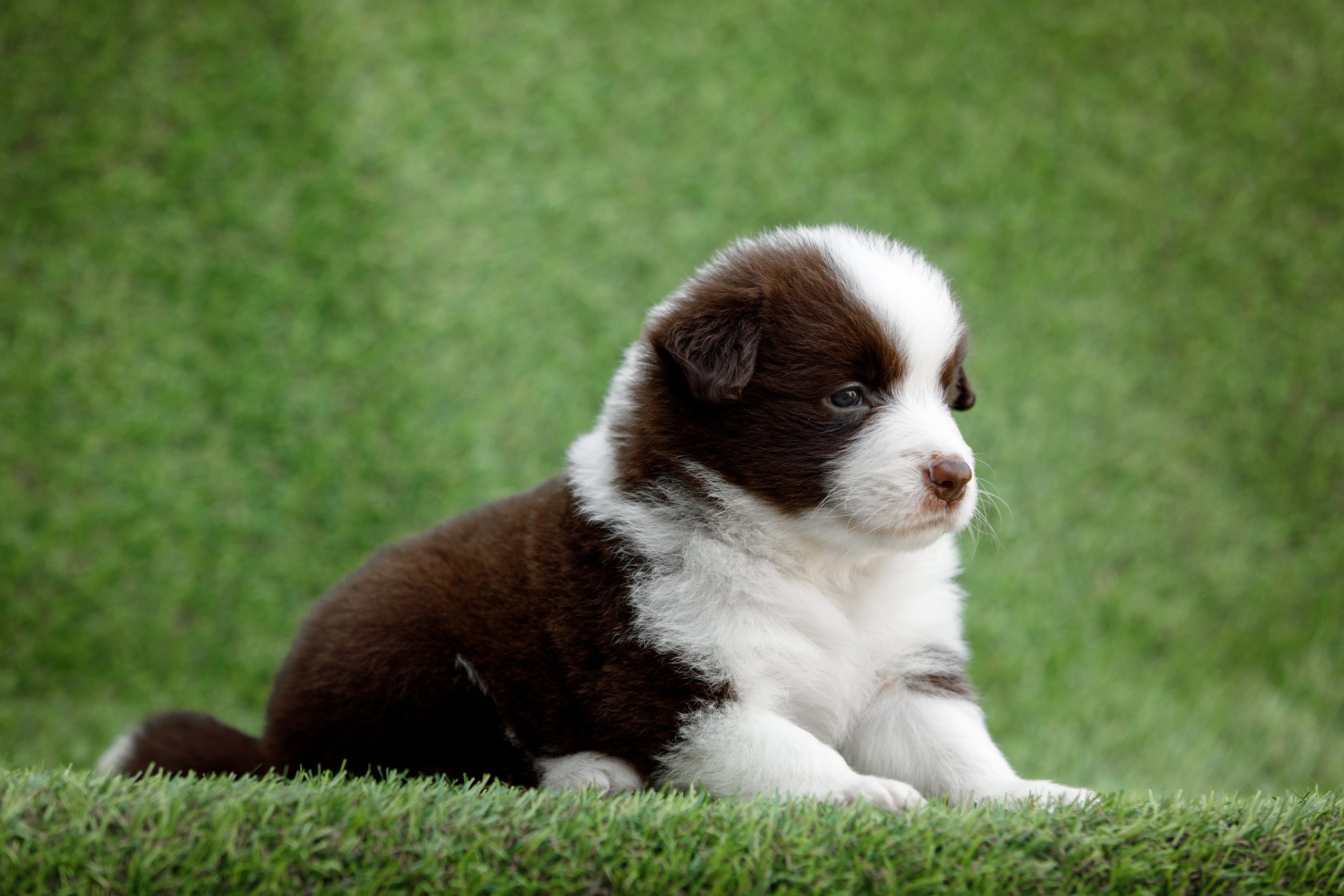 Смешарики. О нас