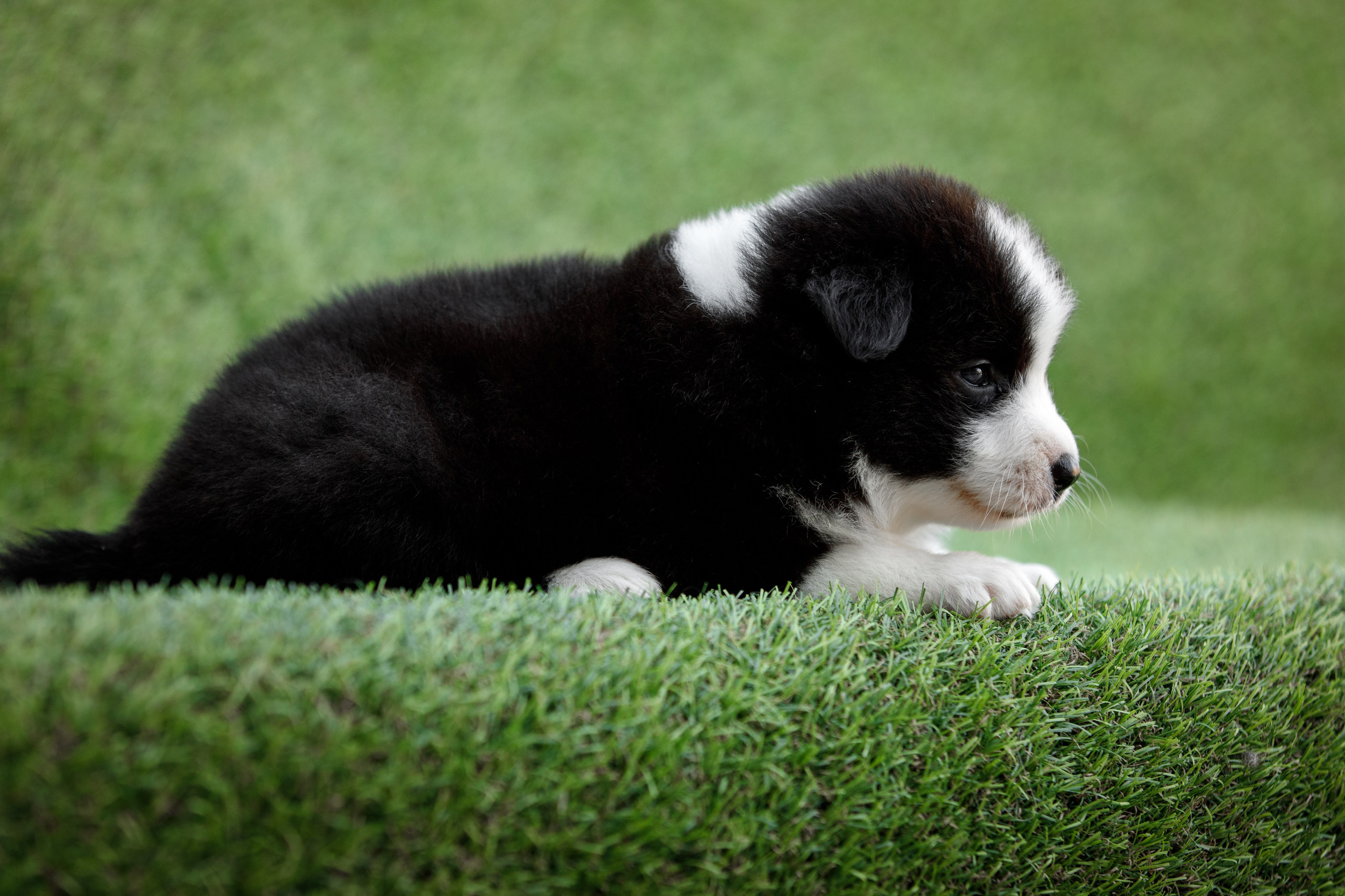 Смешарики. О нас