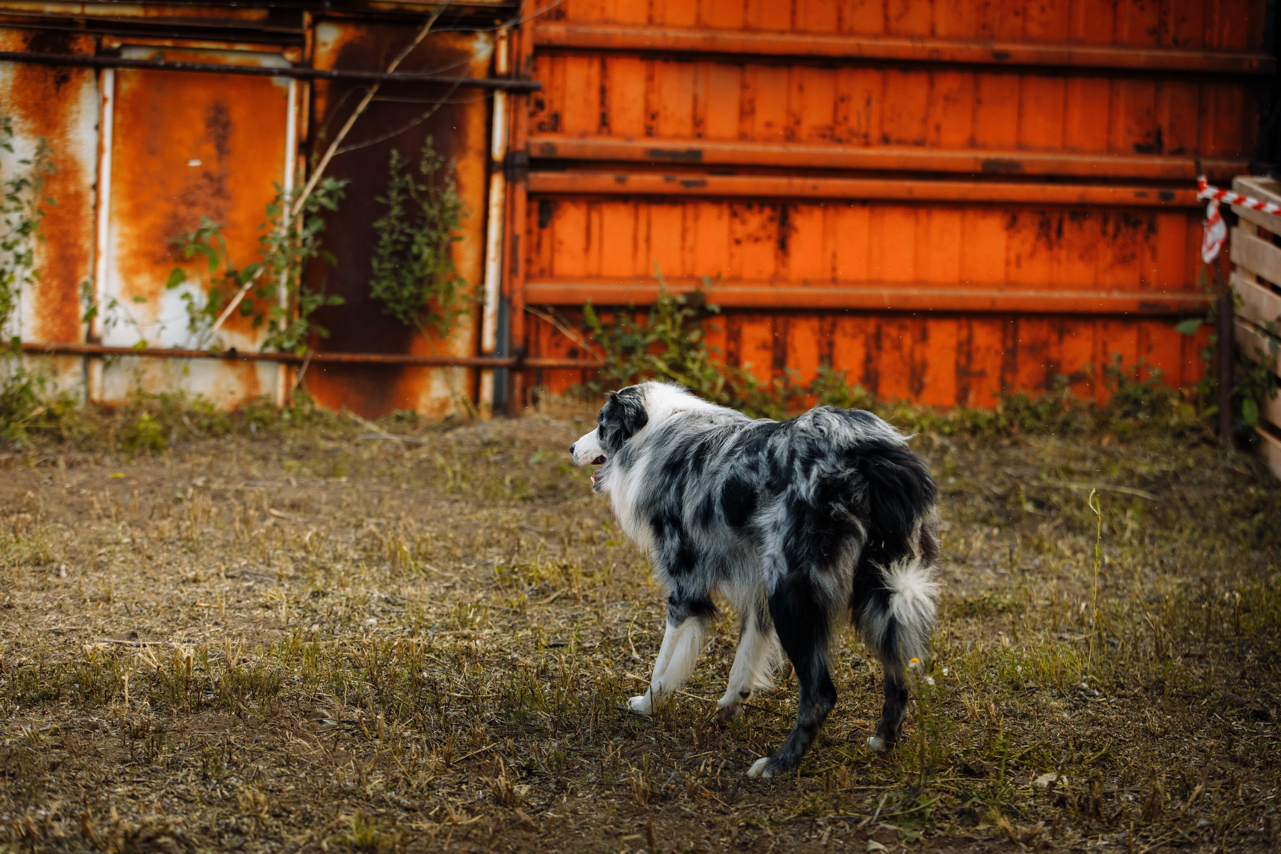 Овечий день. О нас