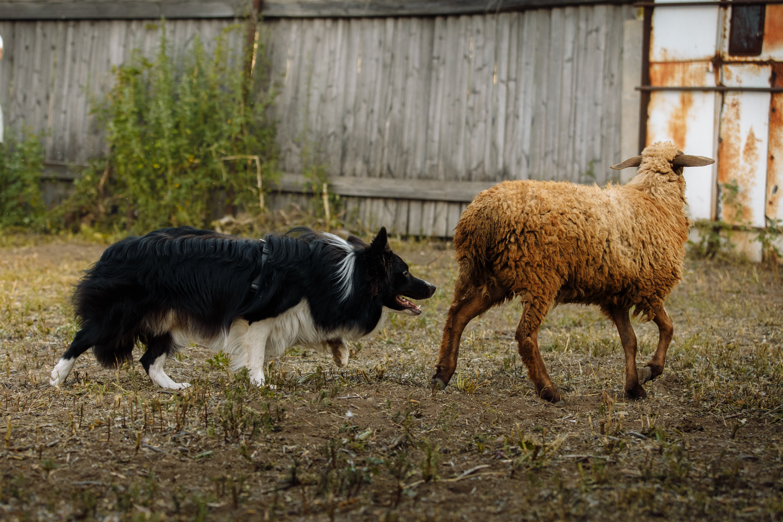 Овечий день. О нас