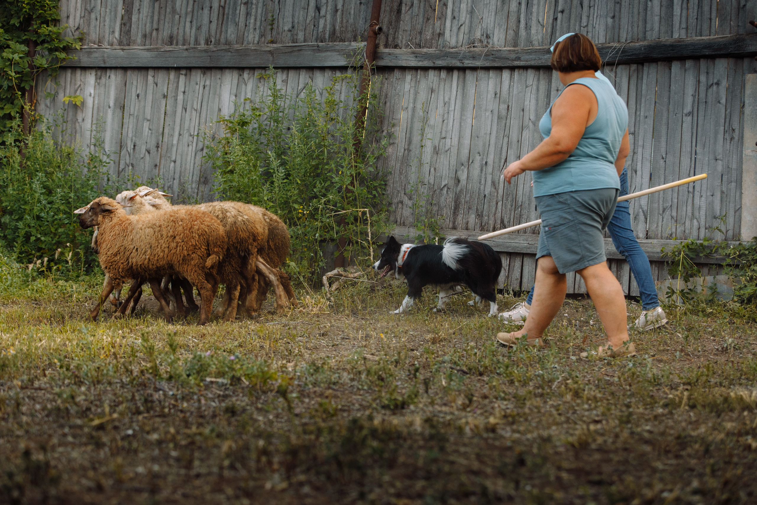 Овечий день. О нас