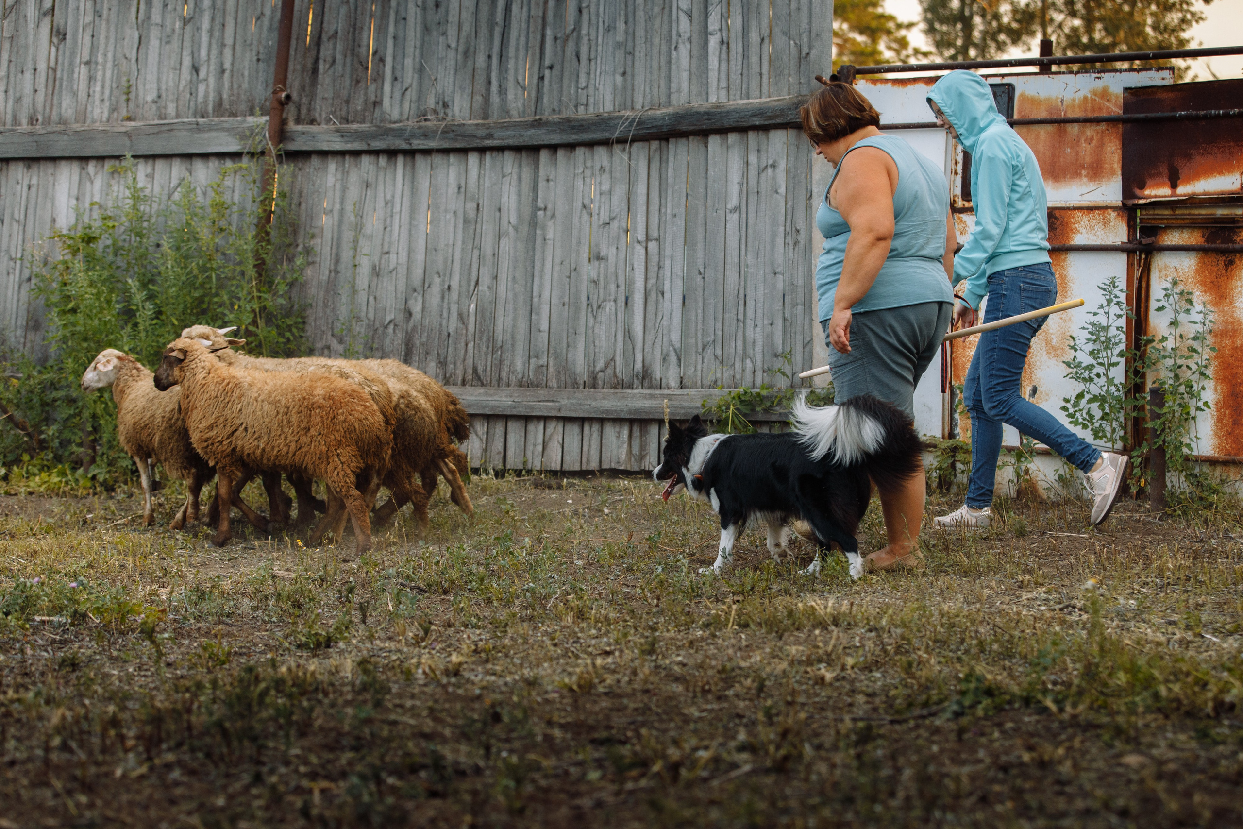 Овечий день. О нас